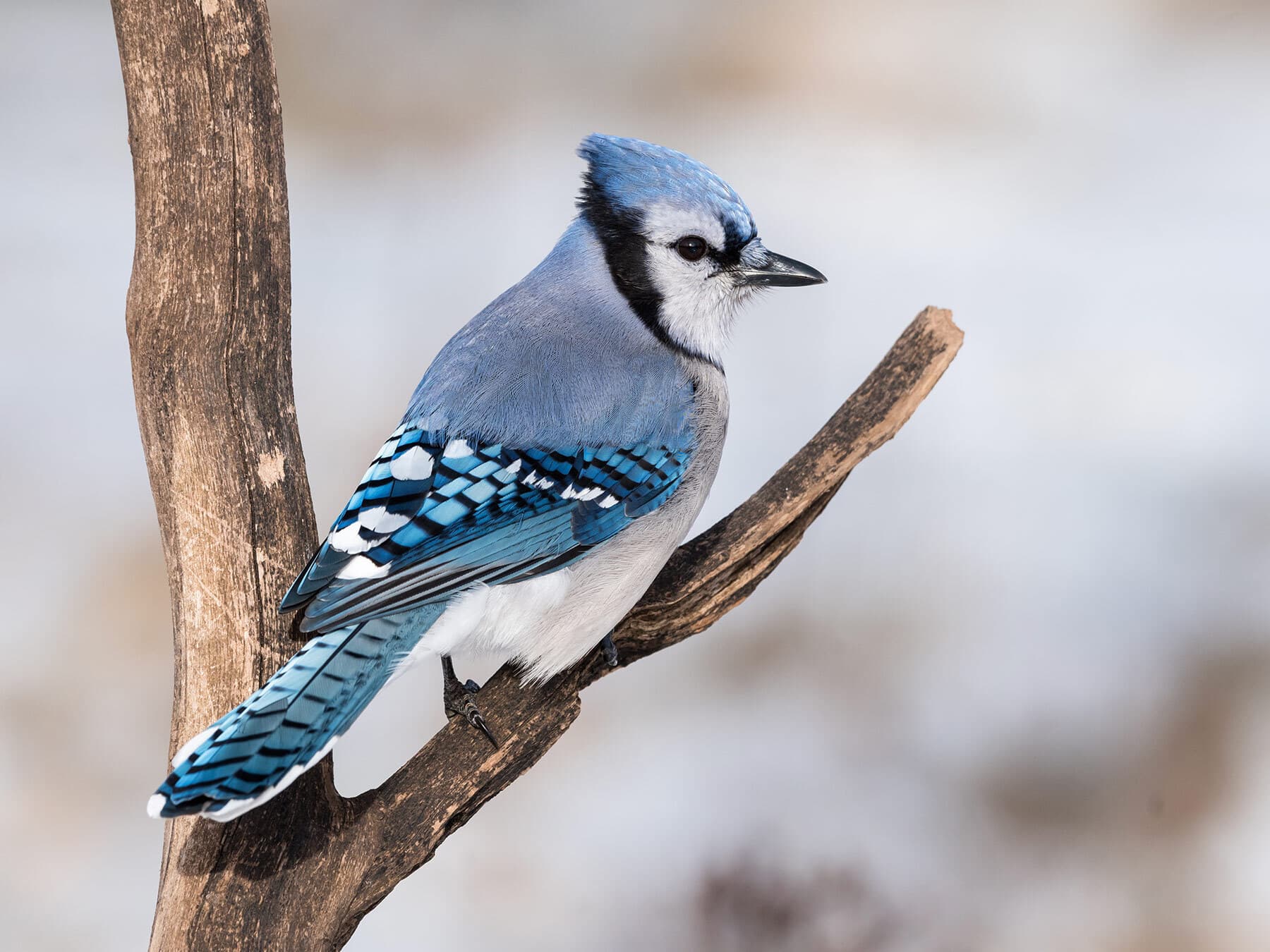 Blue jay perched
