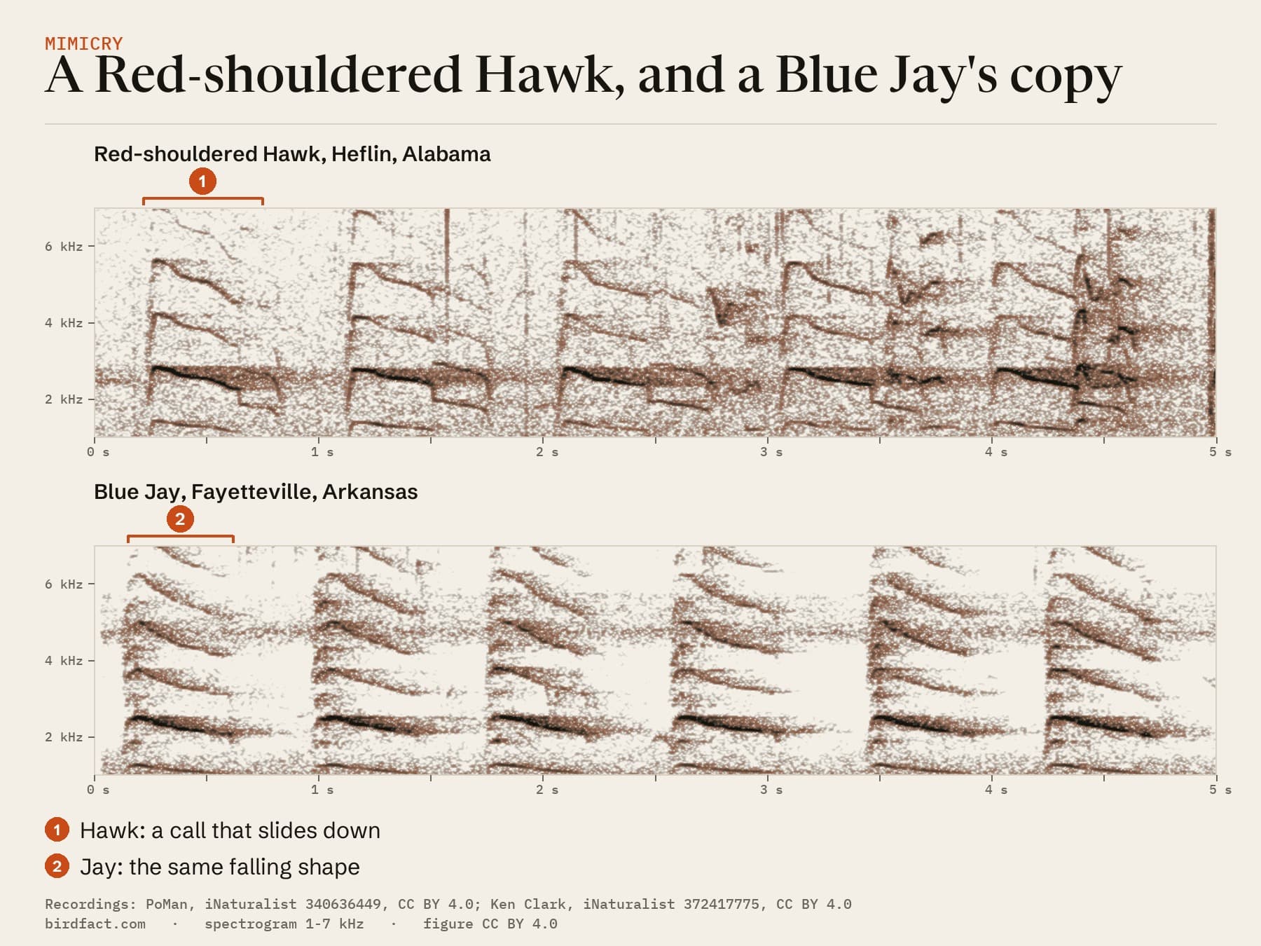 A Red-shouldered Hawk in Alabama (above) and a Blue Jay copying it in Arkansas (below), on one time scale: (1) the hawk's call starts near 2.8 kHz and slides down to about 2.5 kHz; (2) the jay's copy has the same falling shape and overtones, starting near 2.5 kHz.