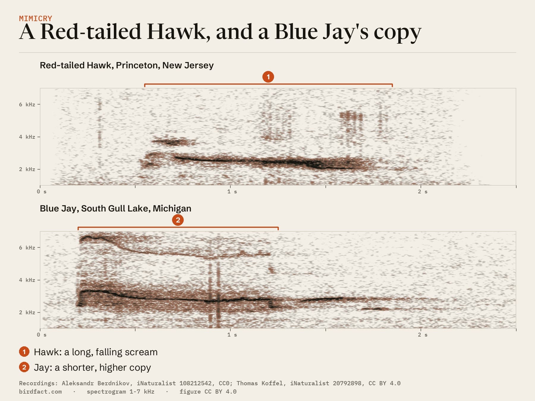 A Red-tailed Hawk in New Jersey (above) and a Blue Jay copying it in Michigan (below): (1) the hawk's scream, about 1.3 seconds, falling from about 2.6 to 2.0 kHz; (2) the jay's copy, about a second long, starting near 3.3 kHz and settling near 2.8 kHz.