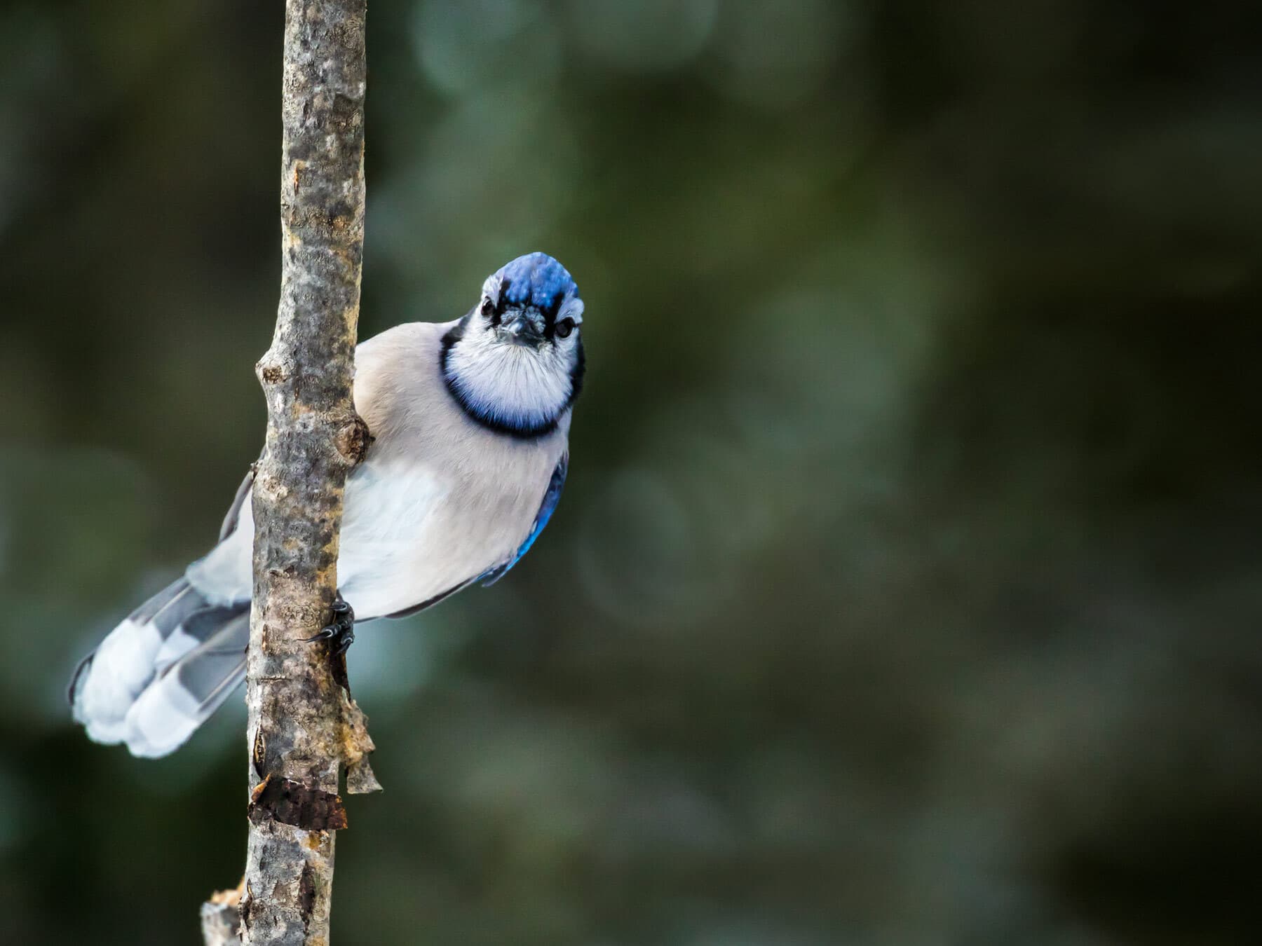 Blue jay stare