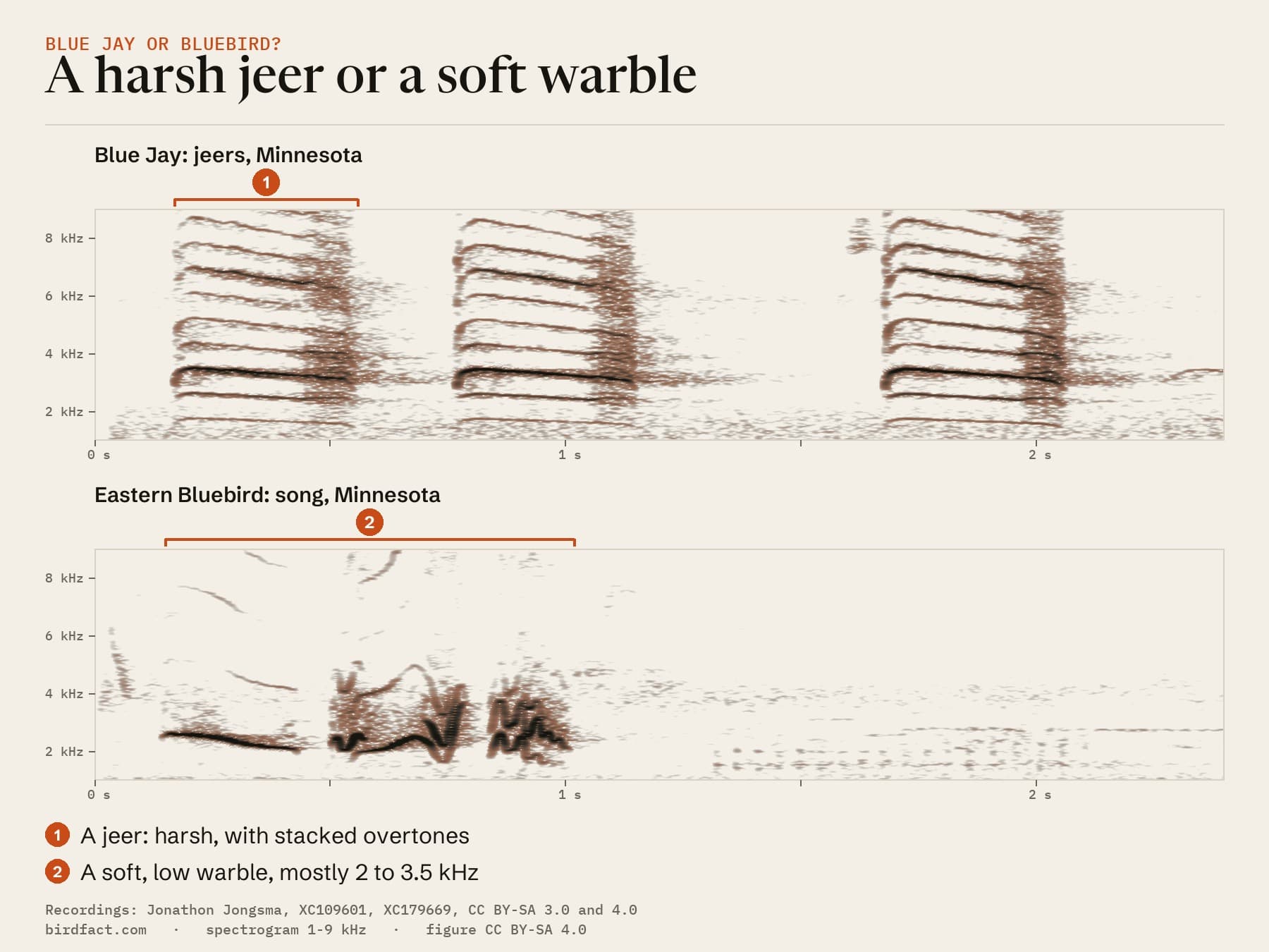 A Blue Jay's jeers and an Eastern Bluebird's song from Minnesota on one scale: the jeers are harsh stacks of overtones reaching above 8 kHz, the warble a run of short notes mostly between 2 and 3.5 kHz