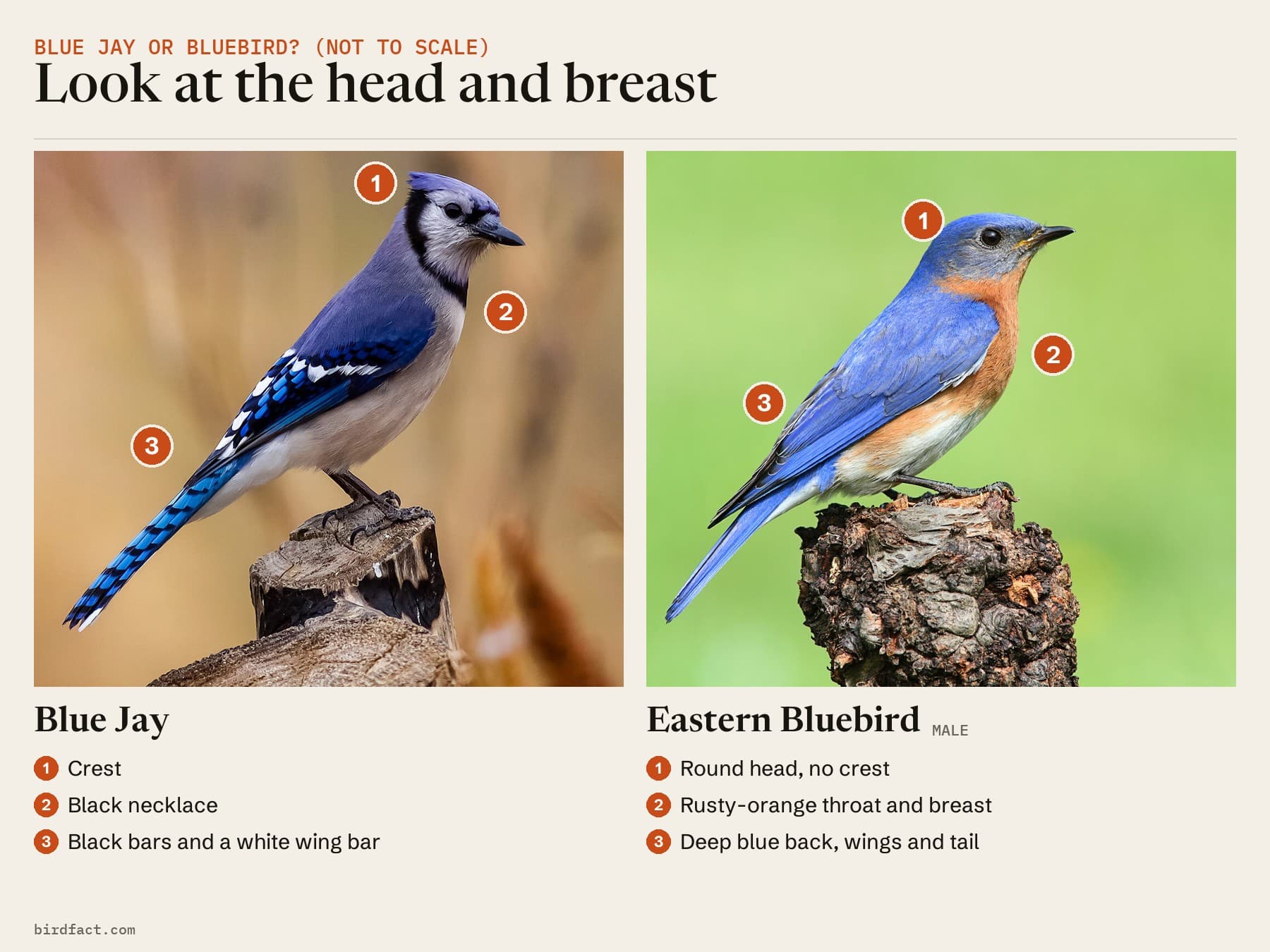 Comparison card, a perched Blue Jay on the left and a perched male Eastern Bluebird on the right, headed 'Look at the head and breast' and marked not to scale. Blue Jay: a crest; a black necklace on a pale face and breast; black bars and a white wing bar on the wings and tail. Eastern Bluebird: a round head with no crest; a rusty-orange throat and breast; deep blue back, wings and tail.