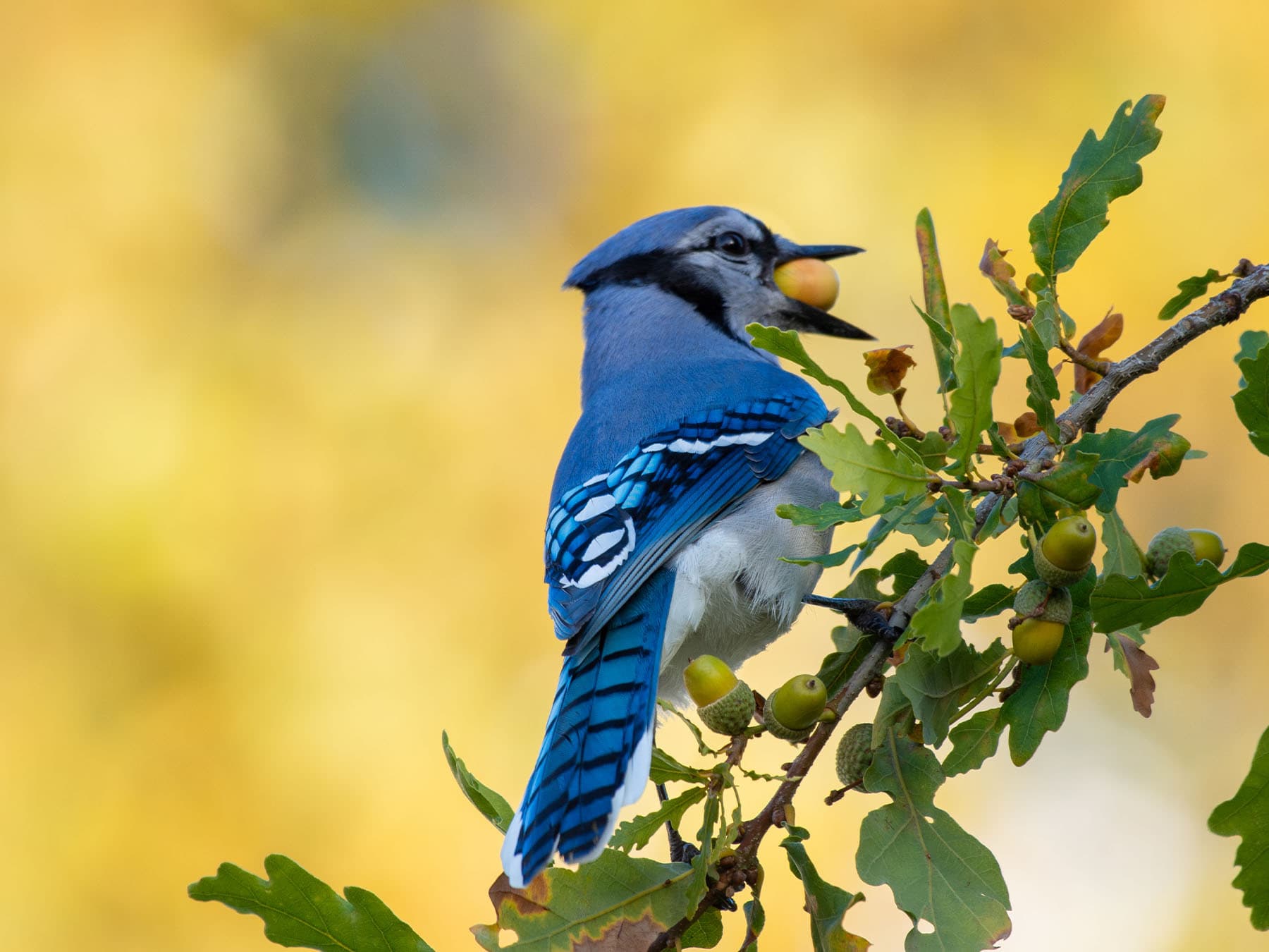 A Blue Jay in an oak with an acorn in its bill