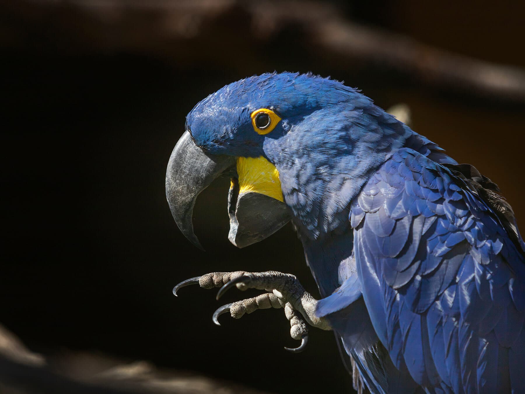 Blue macaw with open beak