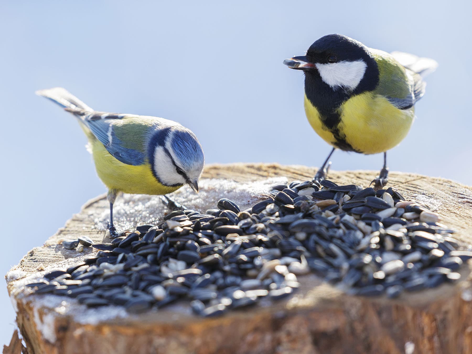 Blue tit and great tit feeding