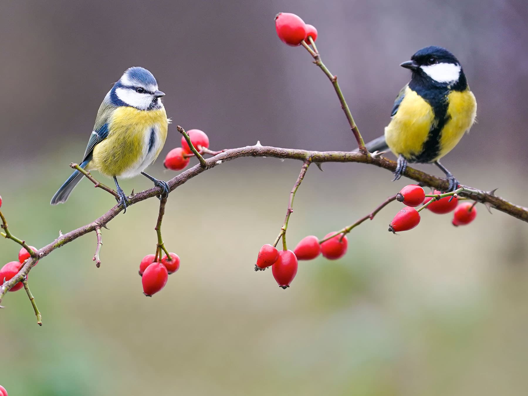 Blue tit and great tit