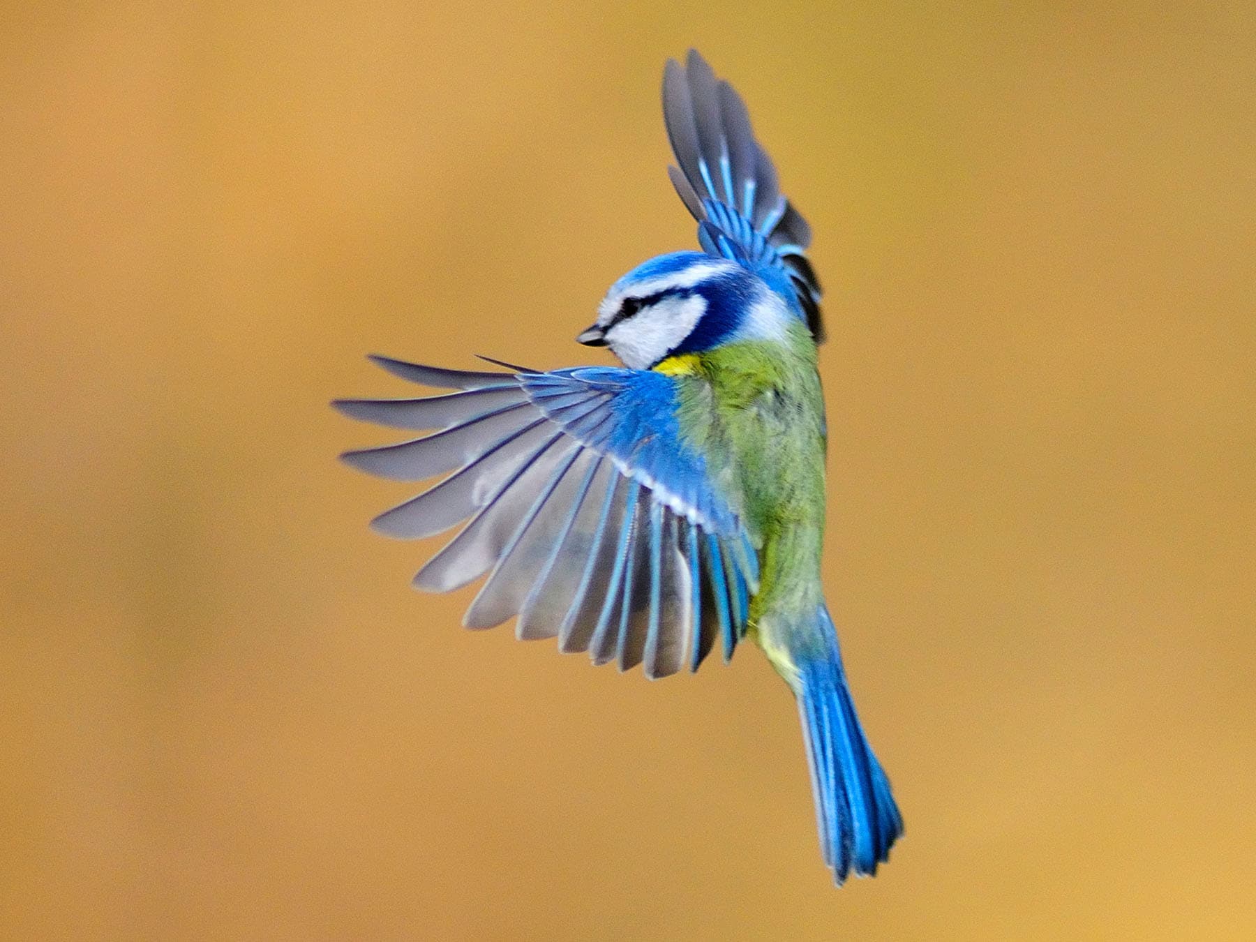 Blue tit in flight