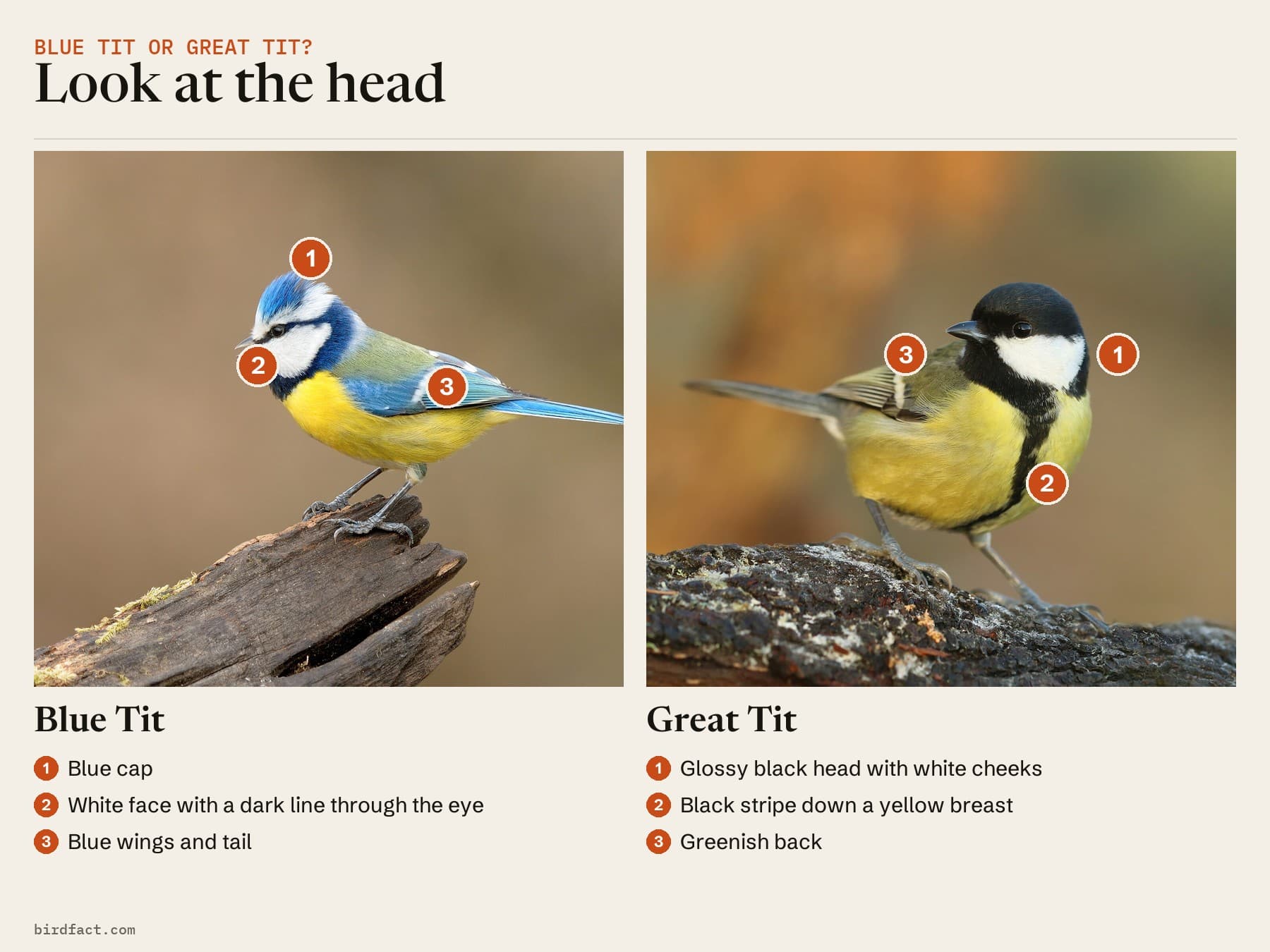 Comparison card, photos of a Blue Tit on the left and a Great Tit on the right, headed 'Look at the head'. Blue Tit: blue cap; white face with a dark line through the eye; blue wings and tail. Great Tit: glossy black head with white cheeks; black stripe down a yellow breast; greenish back.