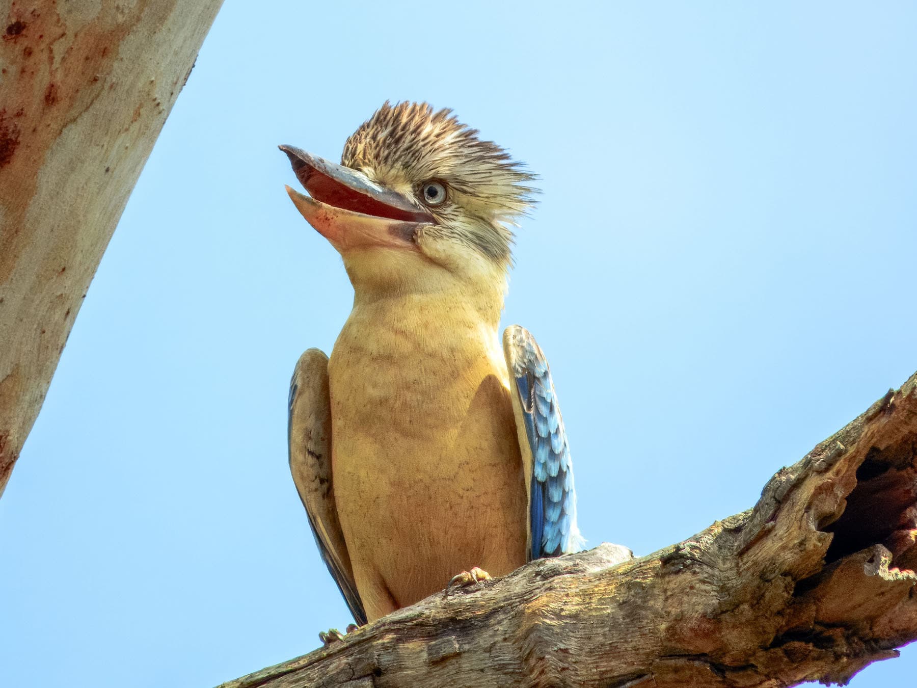 Blue-winged Kookaburra laughing