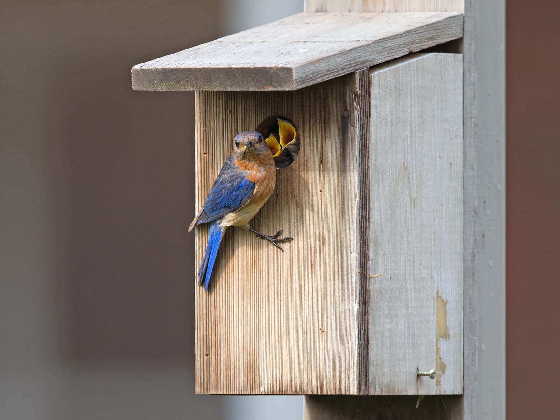 A female Eastern Bluebird at a nest box, with young begging at the hole