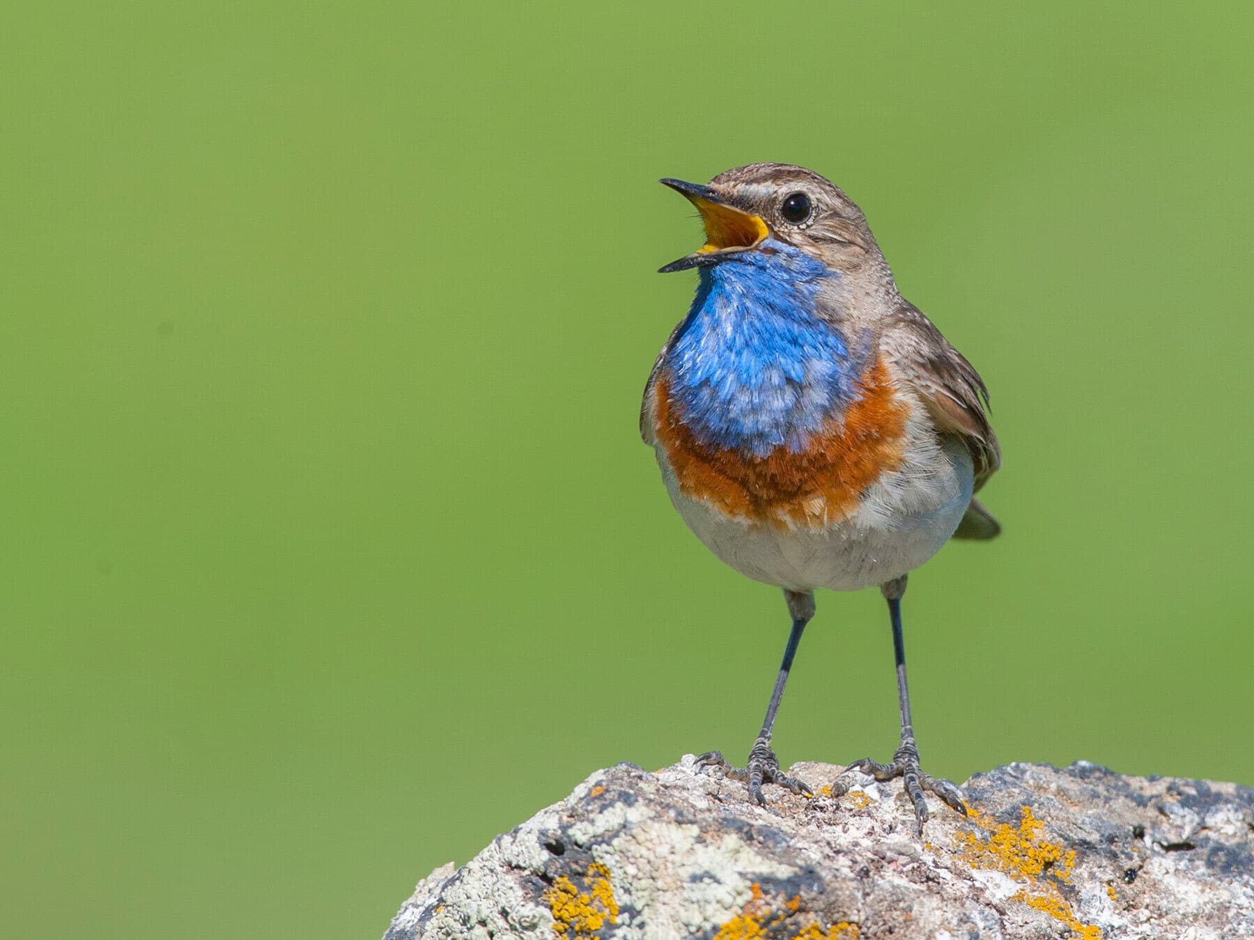 Bluethroat singing