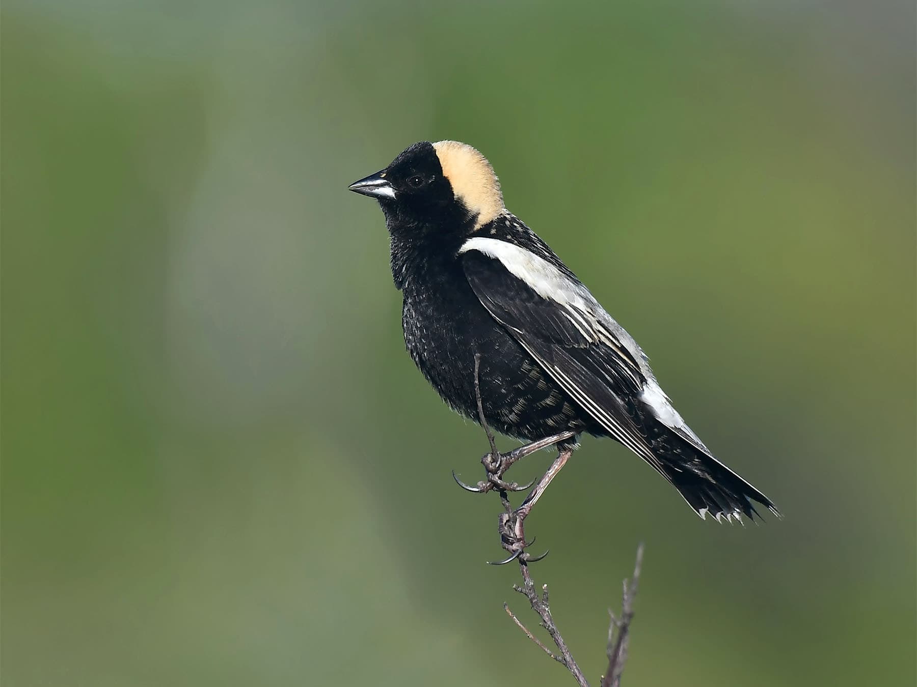 New World Blackbirds