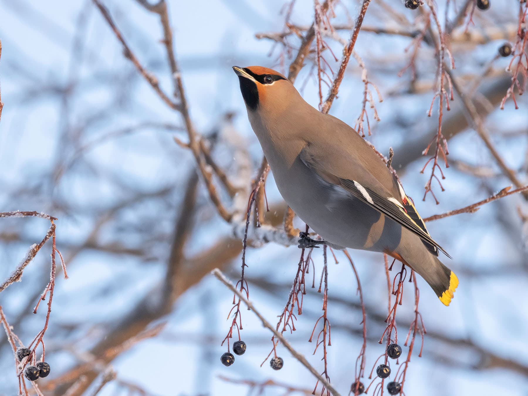 Bohemian waxwing alaska