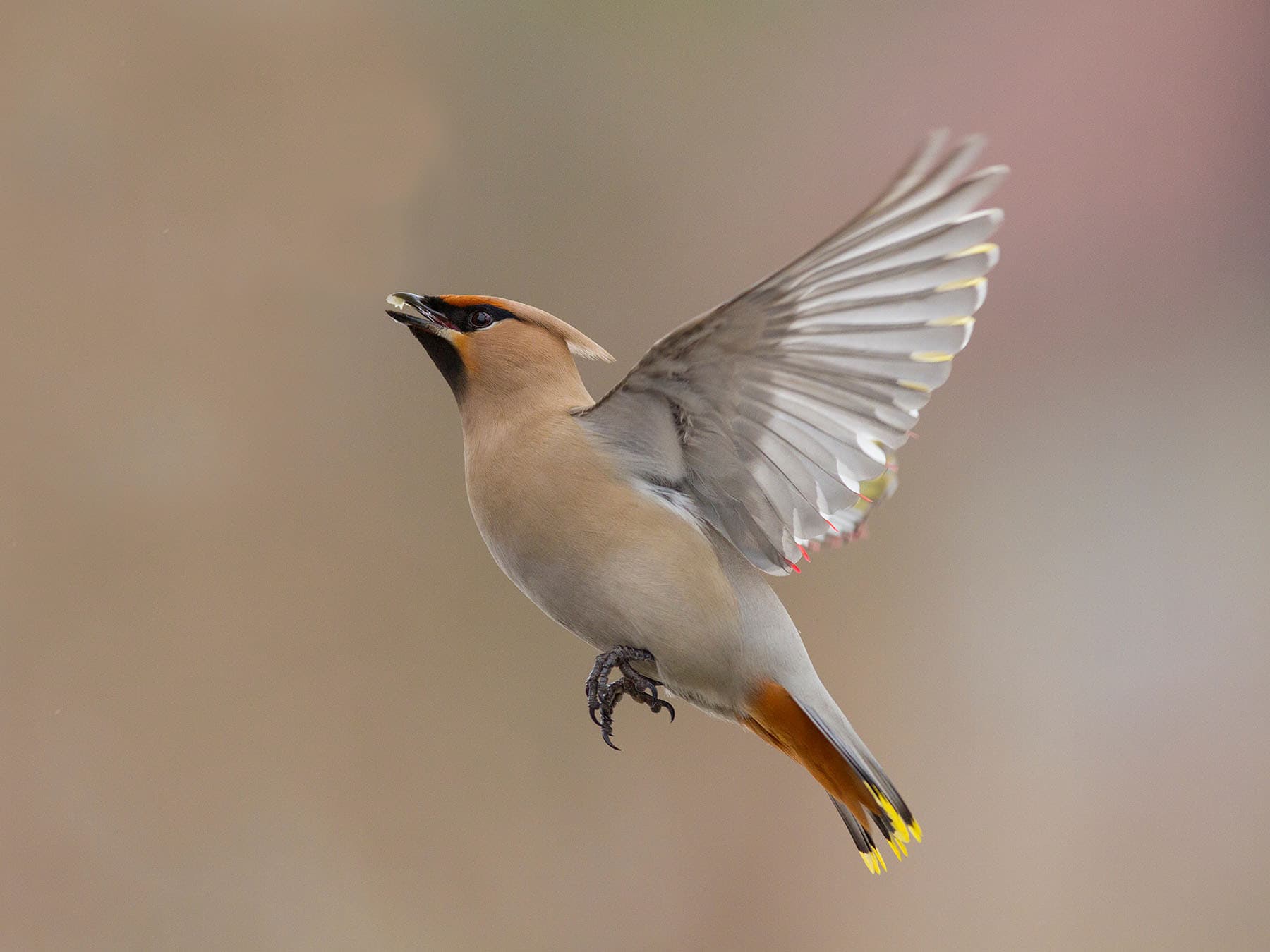 Bohemian waxwing distribution