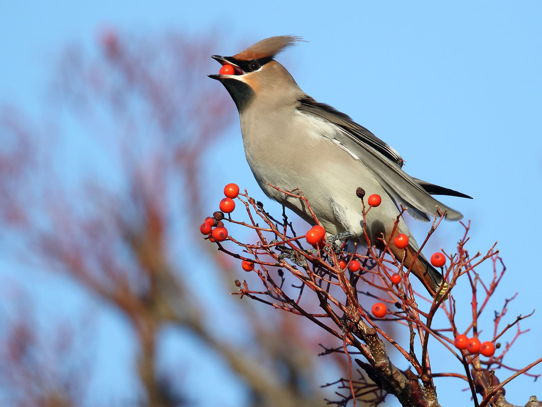 Bohemian waxwing eating