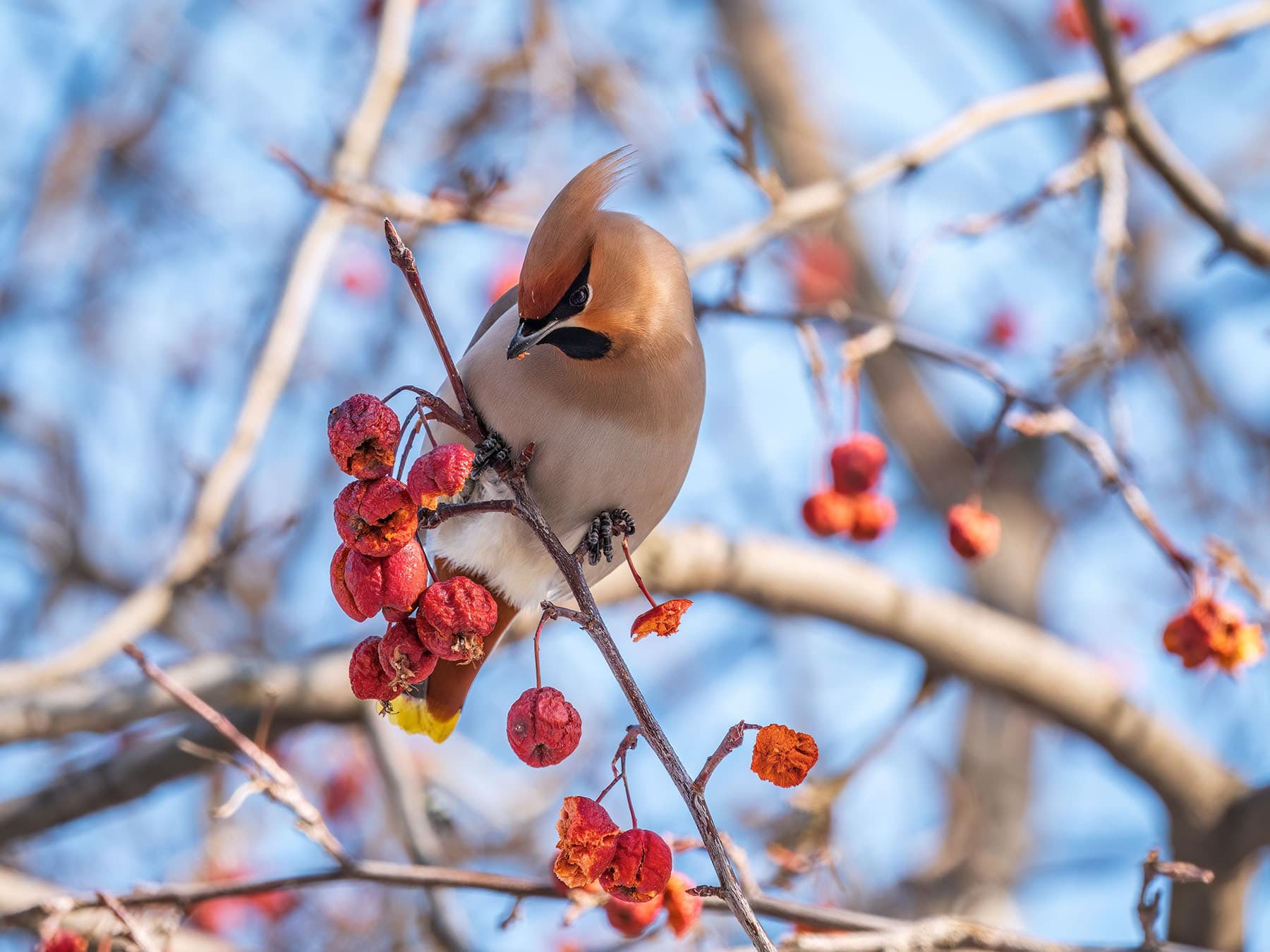 Bohemian waxwing feeding berries