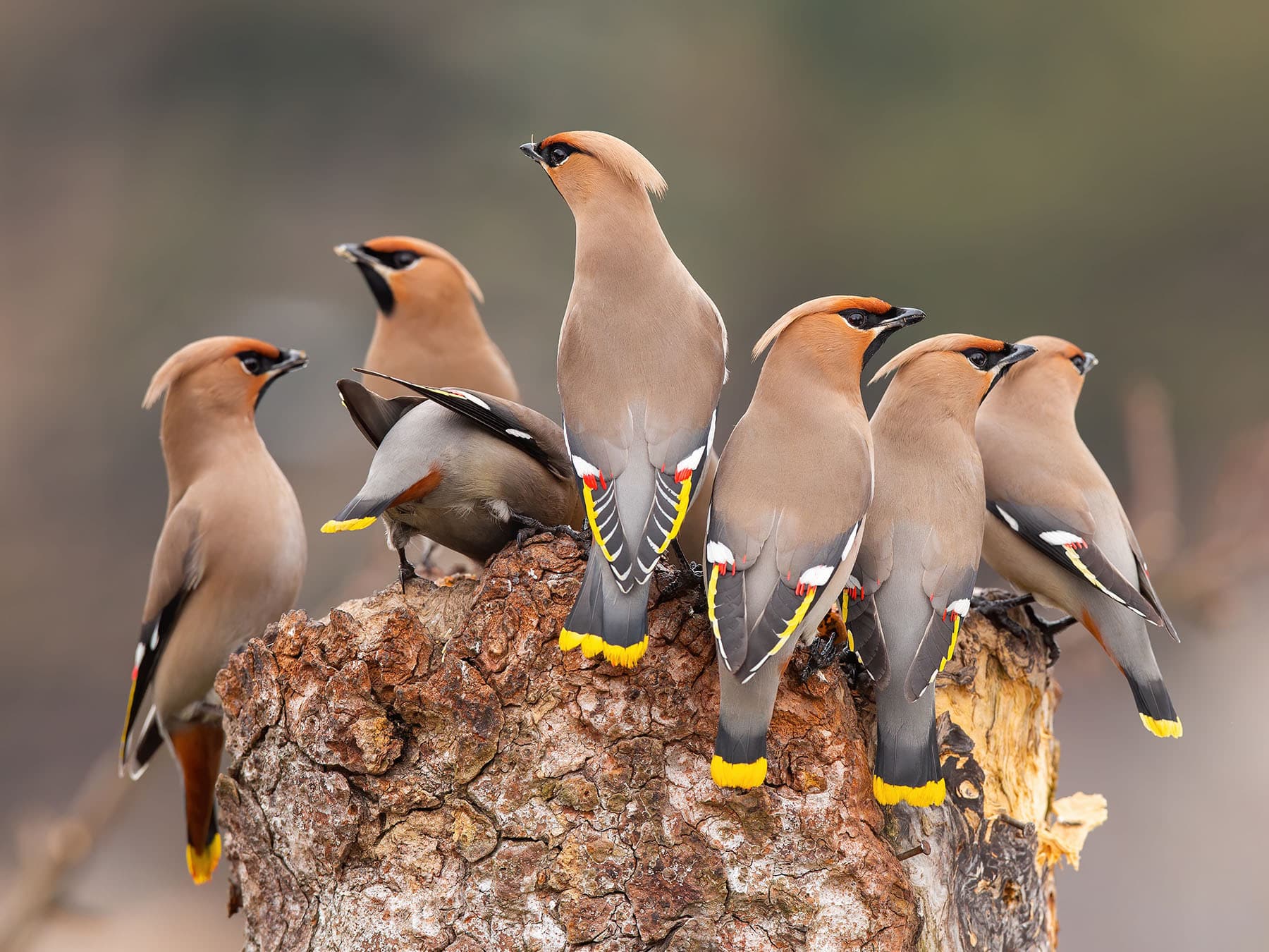Bohemian waxwing flock