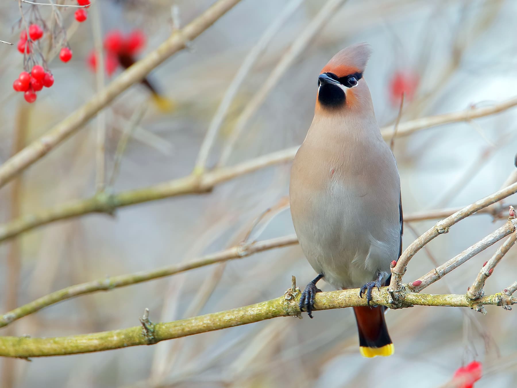 Bohemian Waxwing perching in a berry tree
