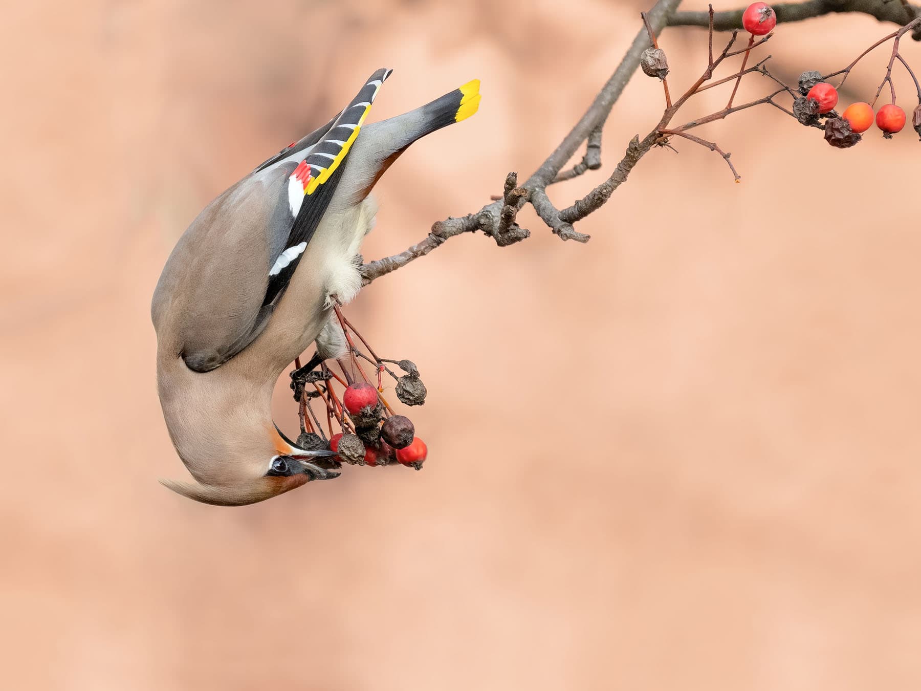 Bohemian waxwing rowan berries