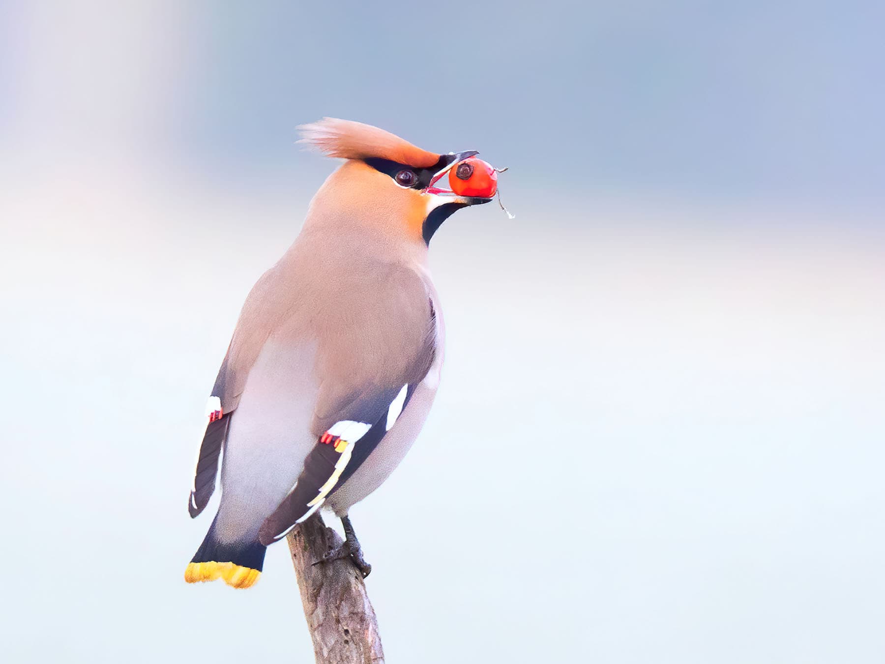 Bohemian Waxwing or Cedar Waxwing: What Are The Differences?