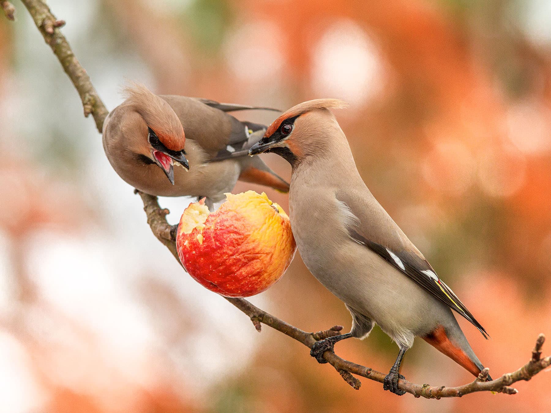 Bohemian waxwings feeding on apple