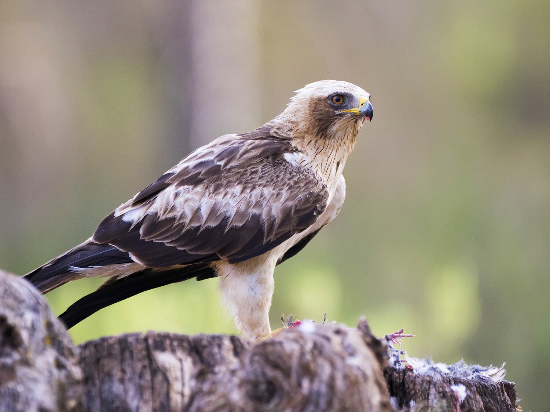 Booted Eagle