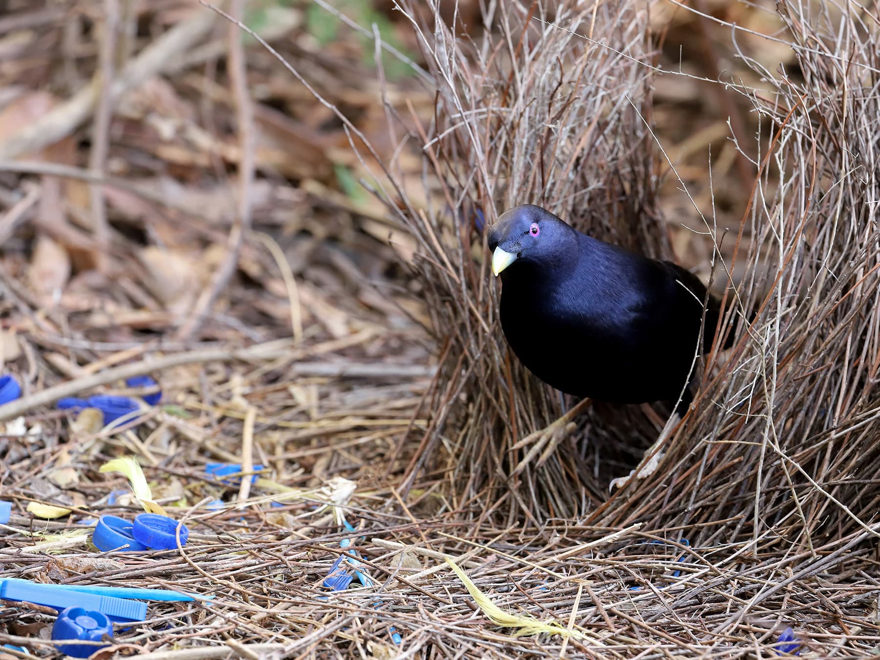 Bowerbird nesting