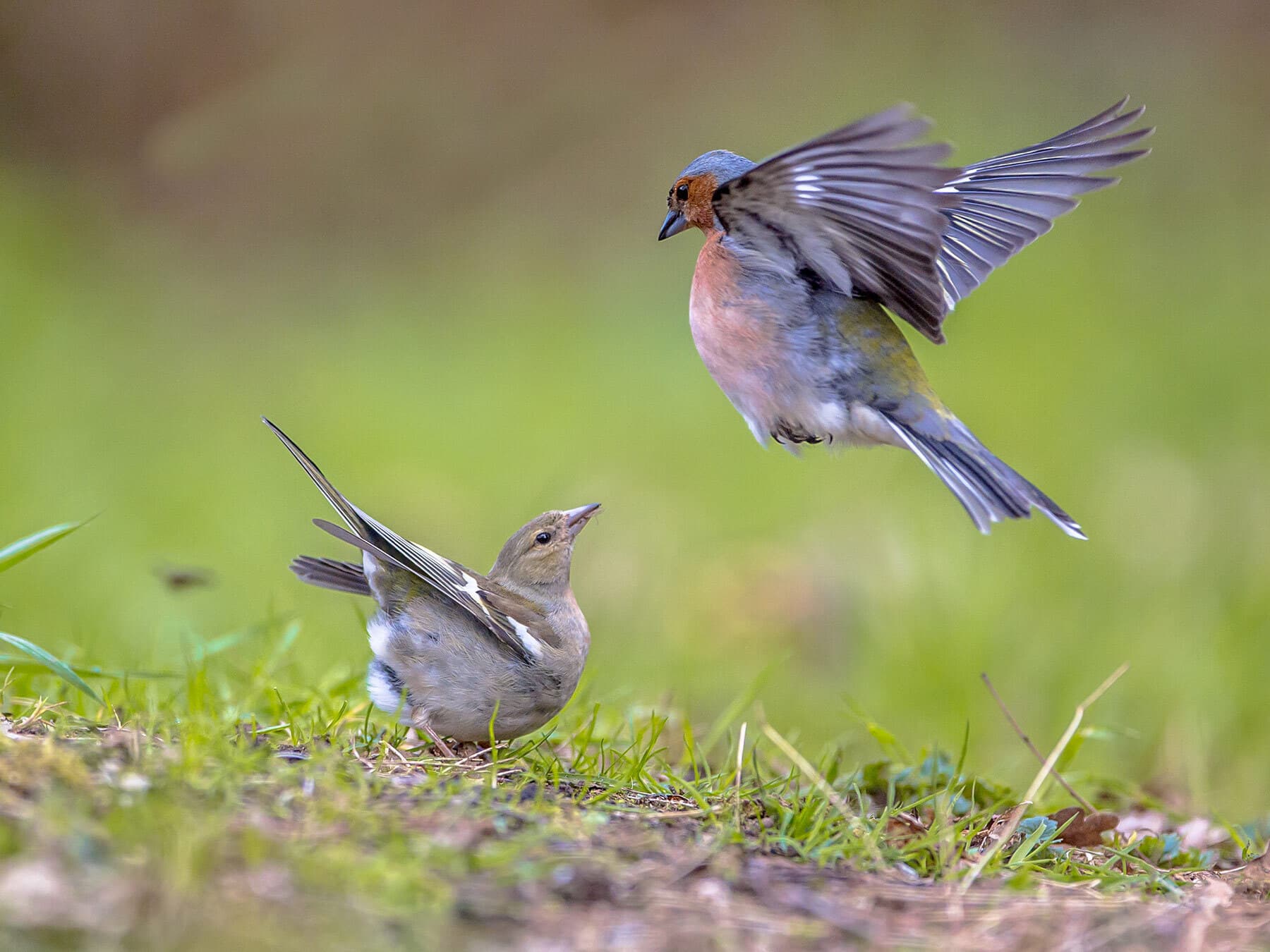 Breeding chaffinches