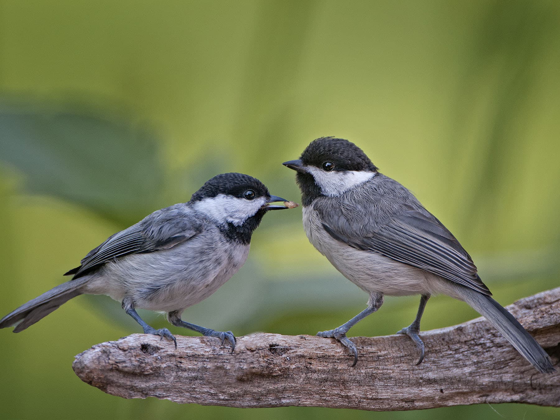 Carolina Chickadee pair
