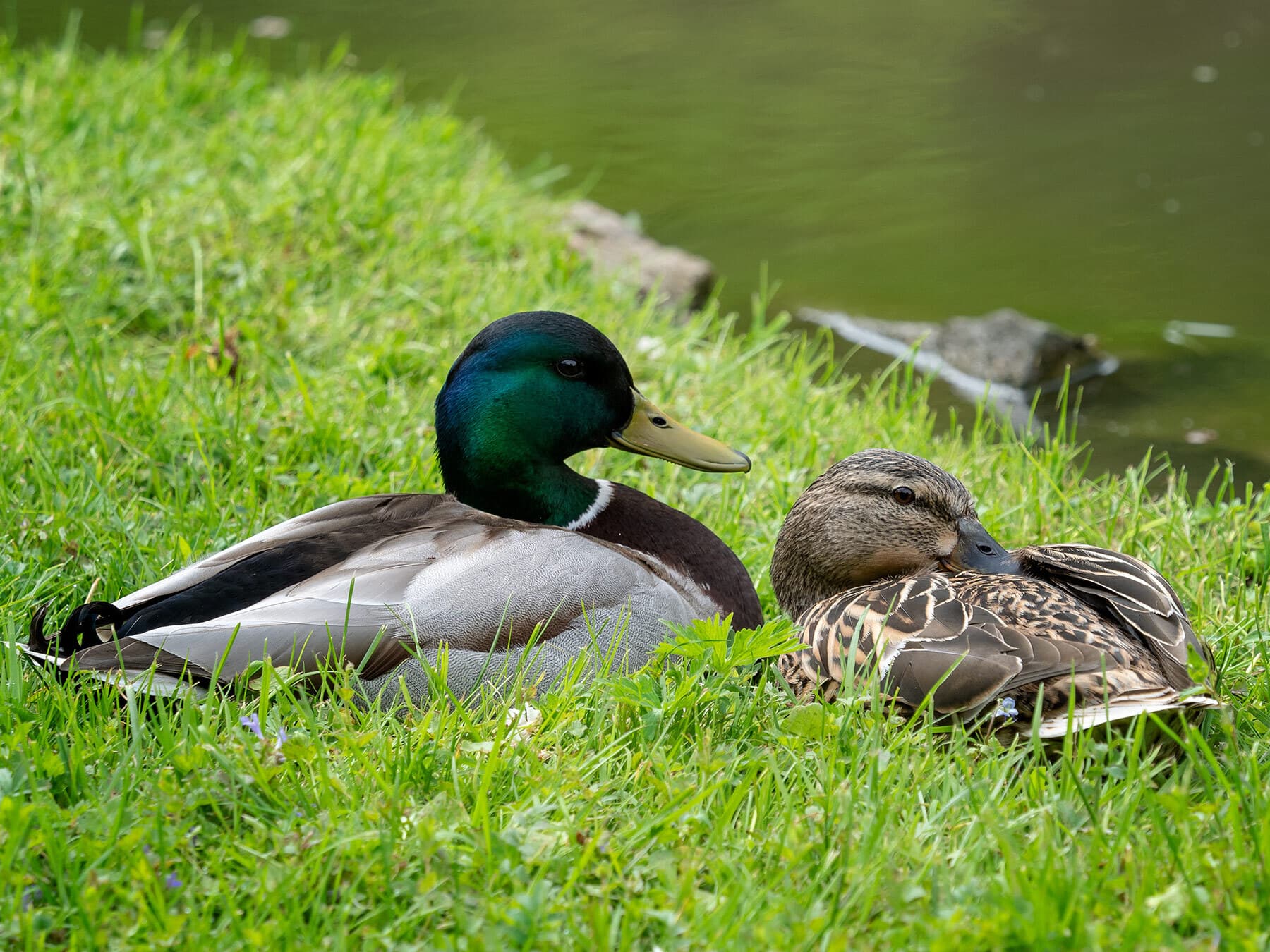 Breeding pair mallards