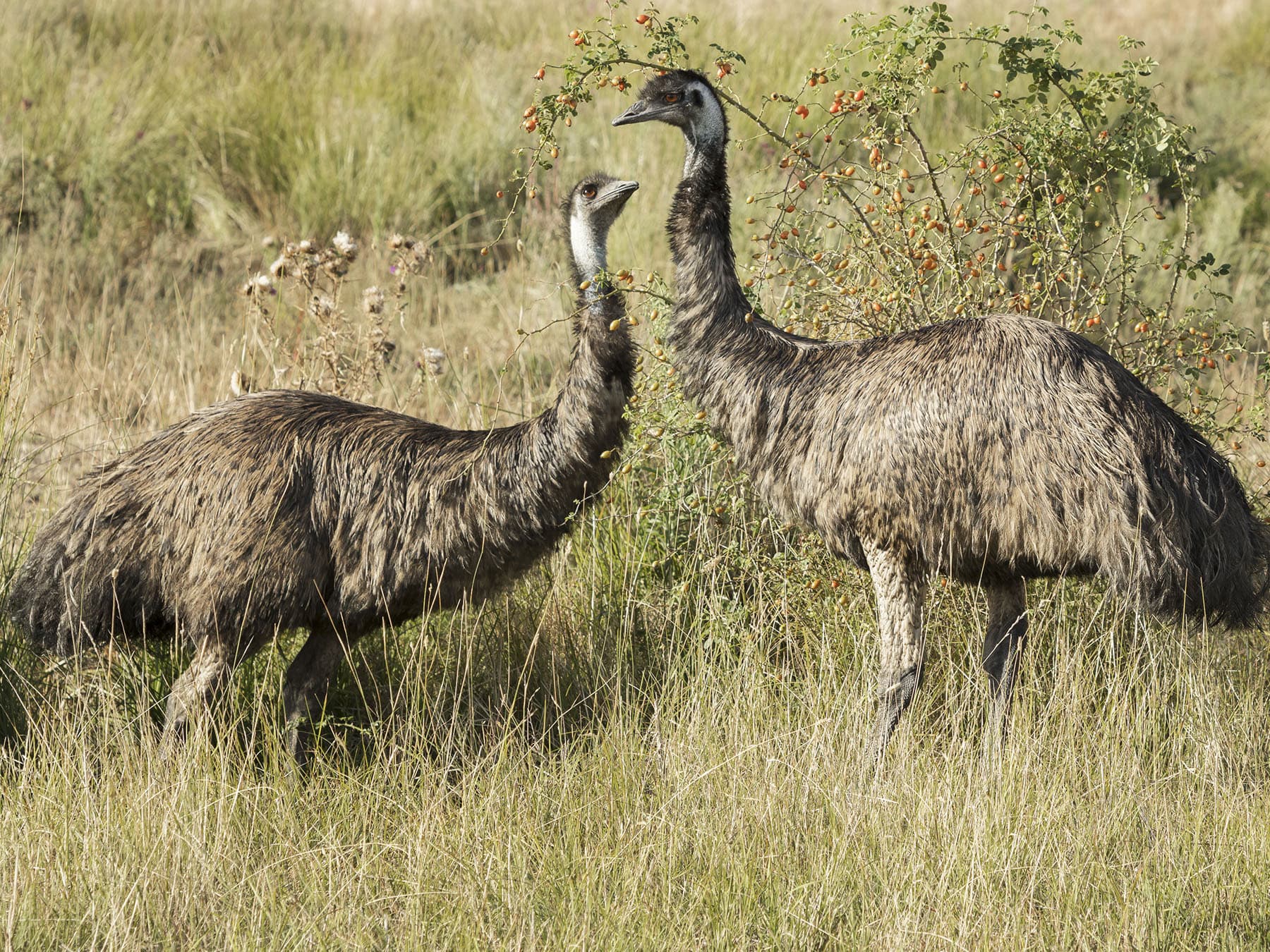 Breeding pair of emus