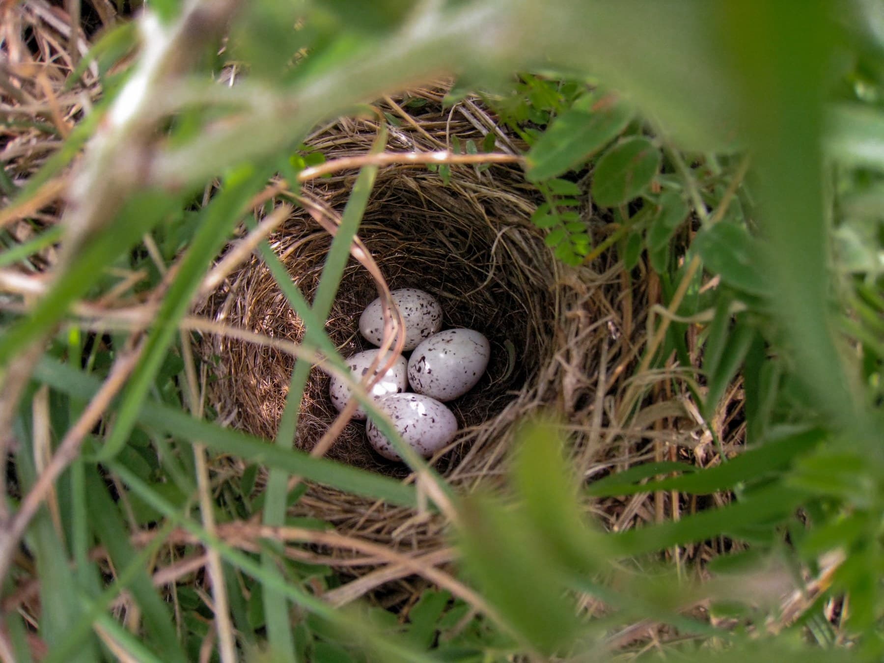 Four white, dark-spotted cowbird eggs in a grassland bird's nest