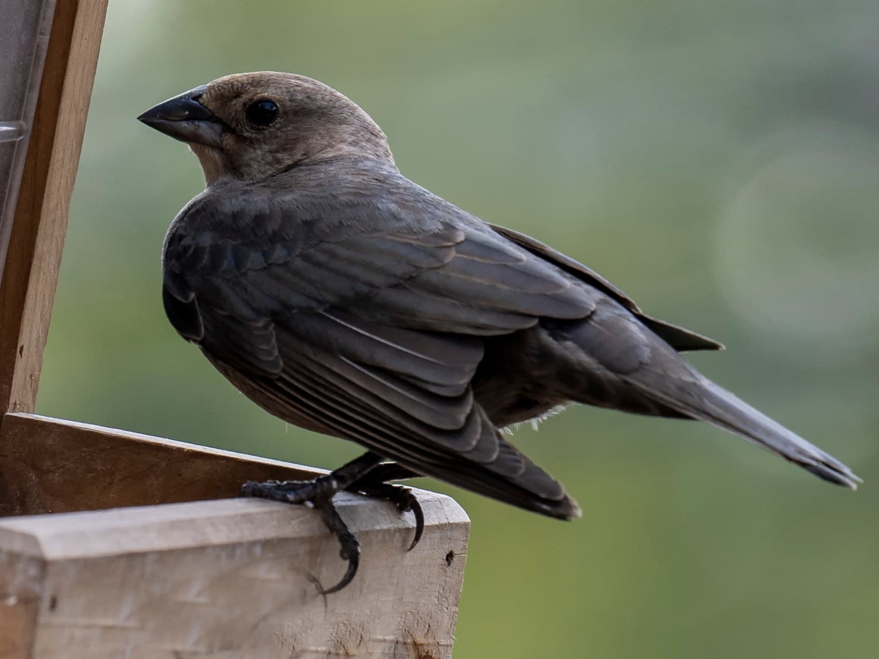 A female Brown-headed Cowbird at a seed feeder