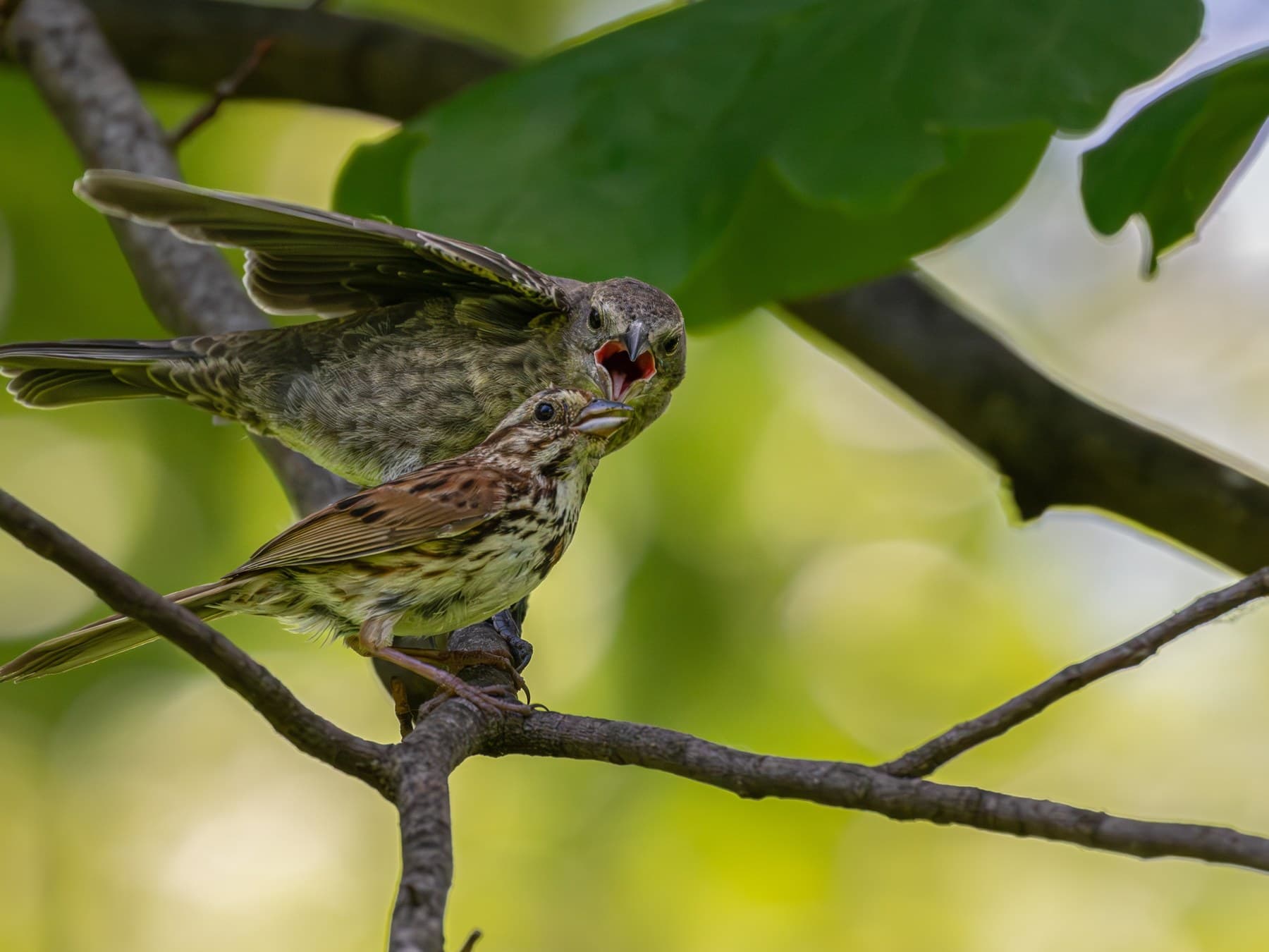 A young Brown-headed Cowbird begging from a Song Sparrow, its much smaller foster parent