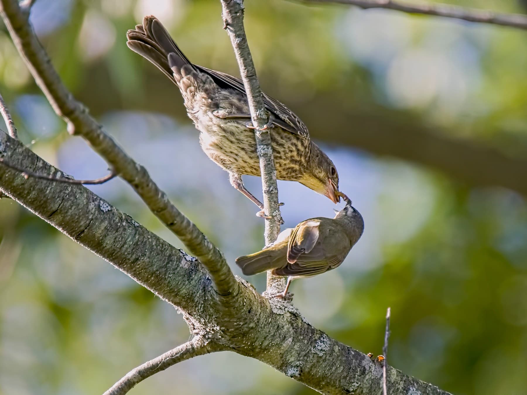 A young cowbird, streaked and scaly, being fed by a vireo