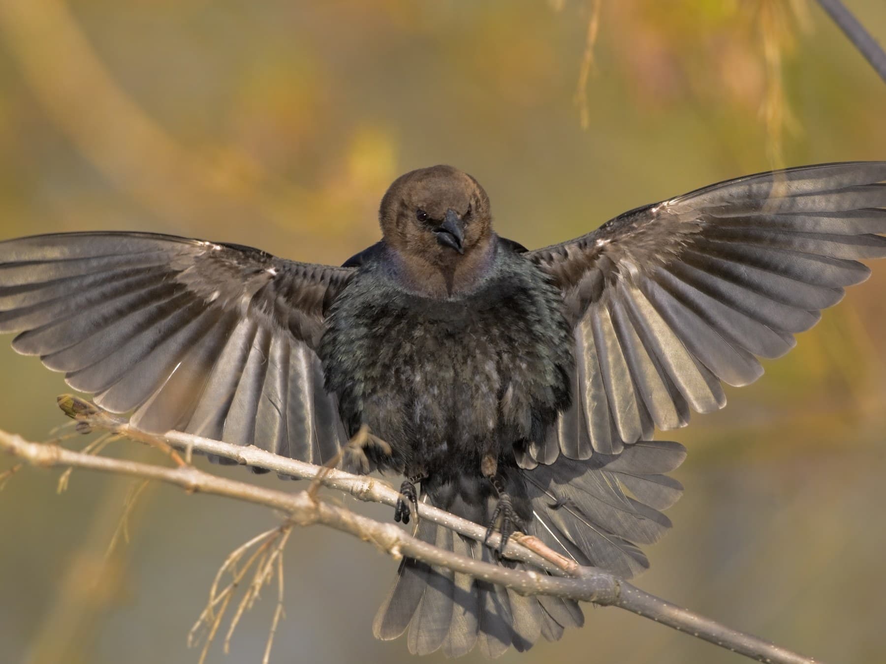 A male Brown-headed Cowbird in his bow display, wings and tail spread