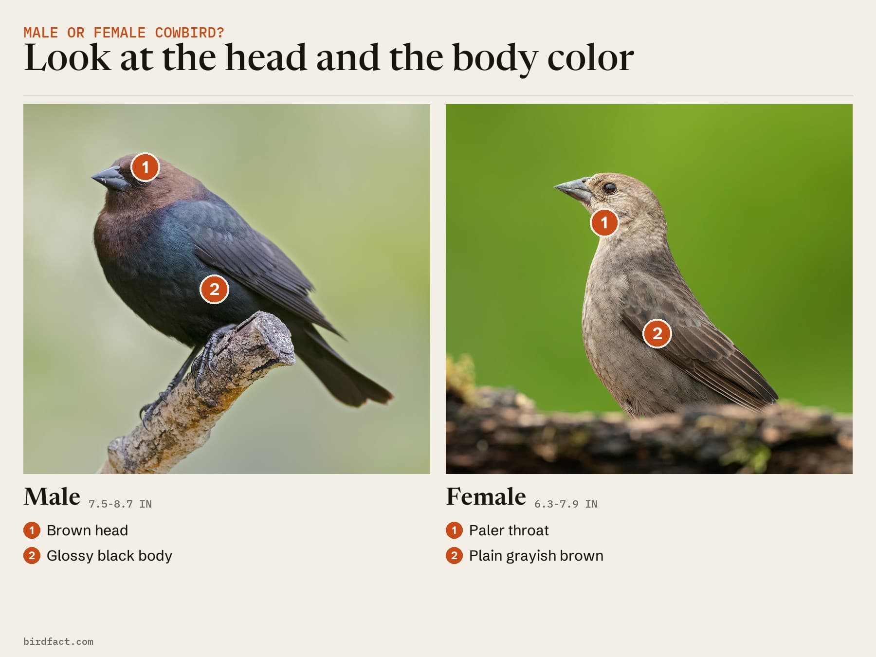Comparison card, photos of two Brown-headed Cowbirds headed 'Look at the head and the body color'. Left, an adult male: brown head and glossy black body. Right, a female: plain grayish brown all over, with a paler throat.