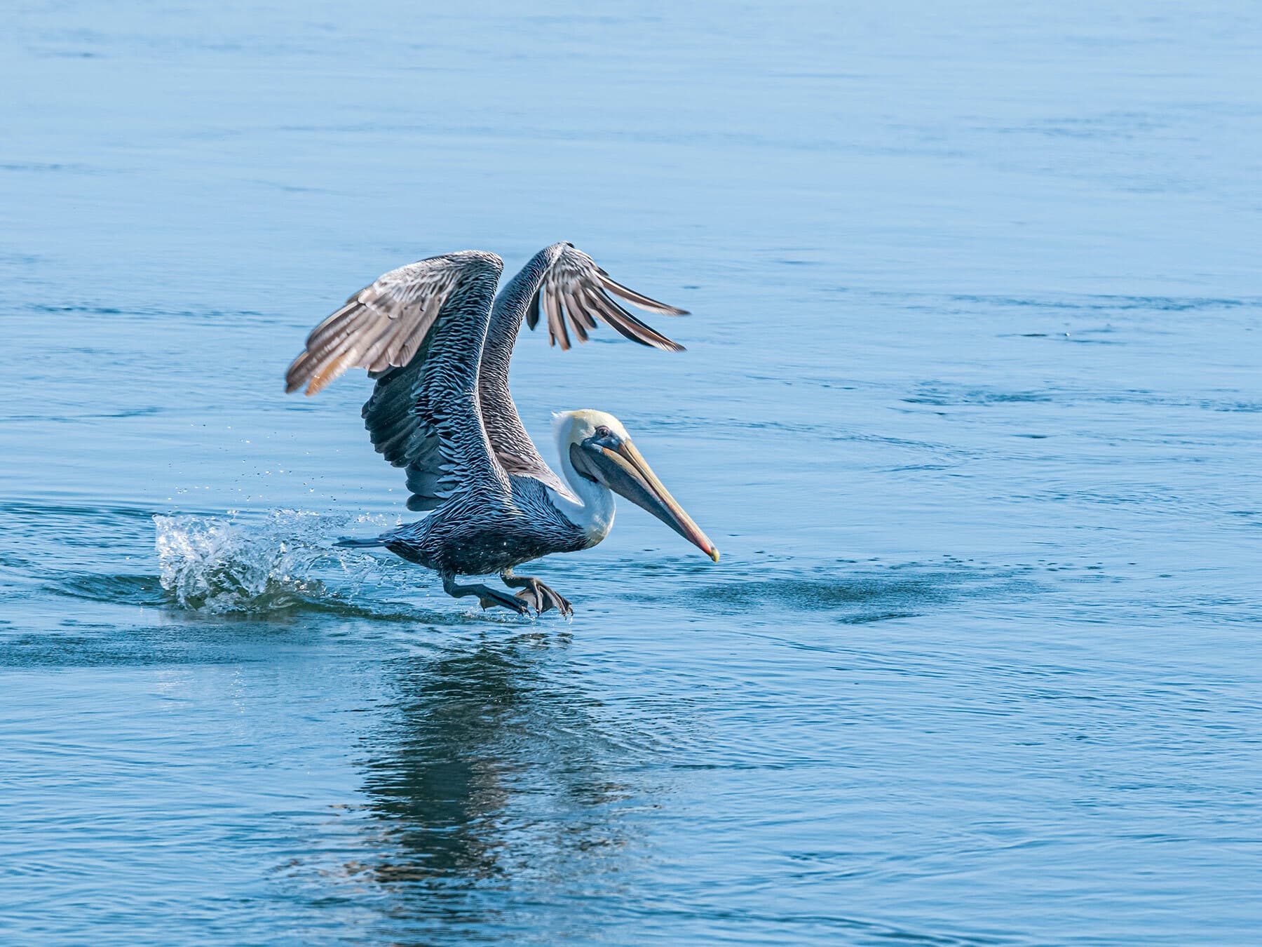 Brown pelican fishing
