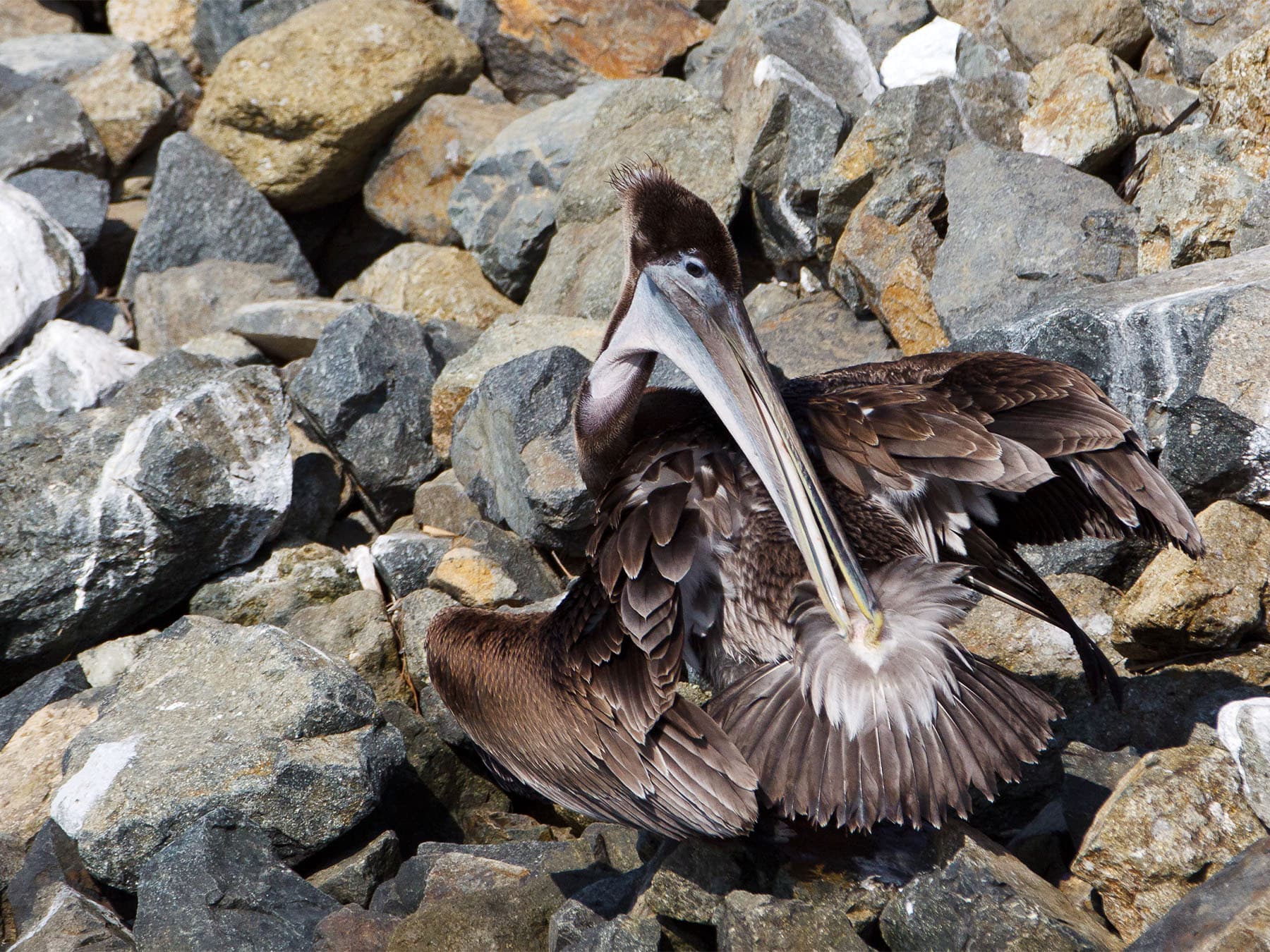 Brown pelican preening