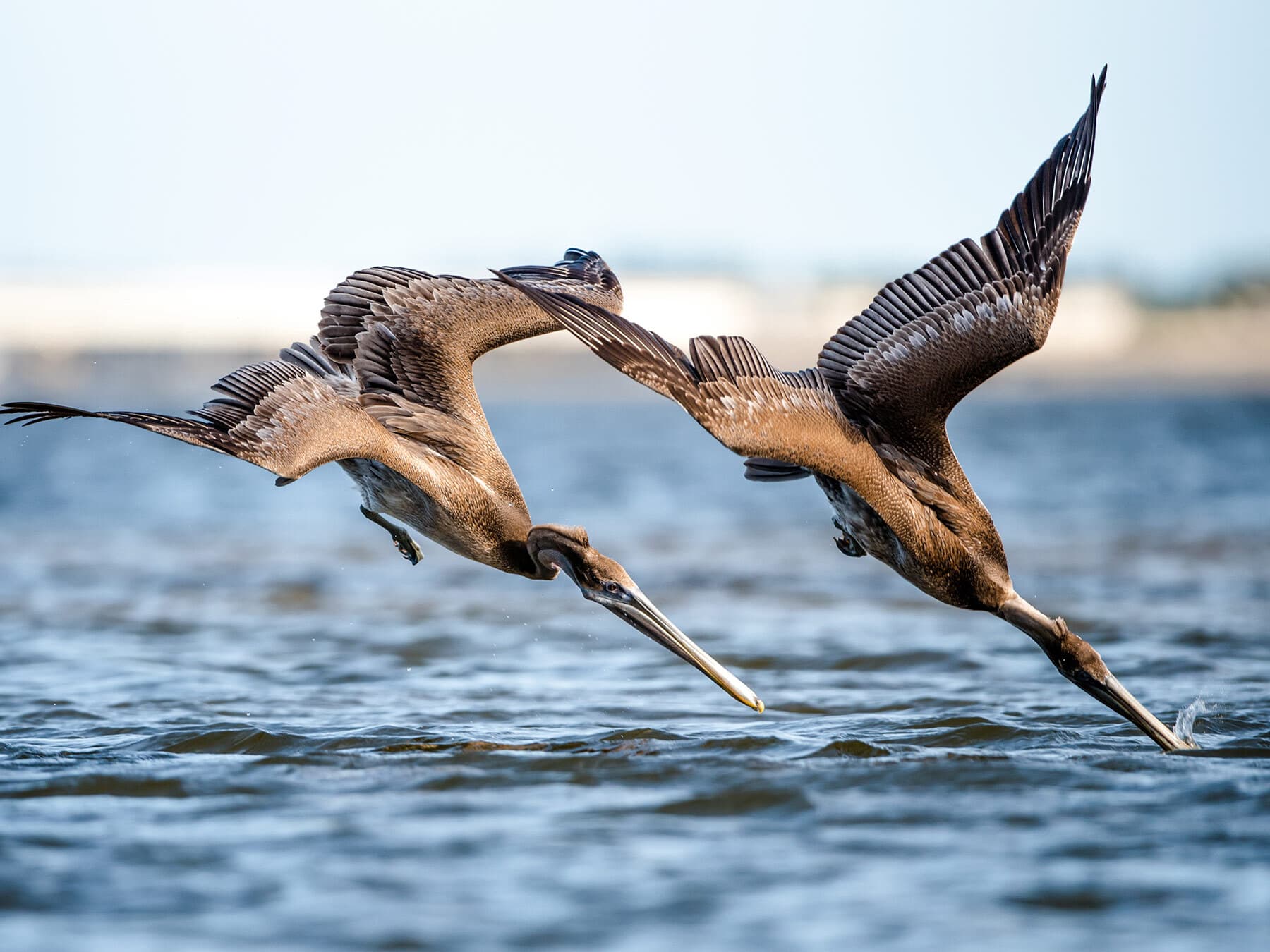 Brown pelicans diving for fish