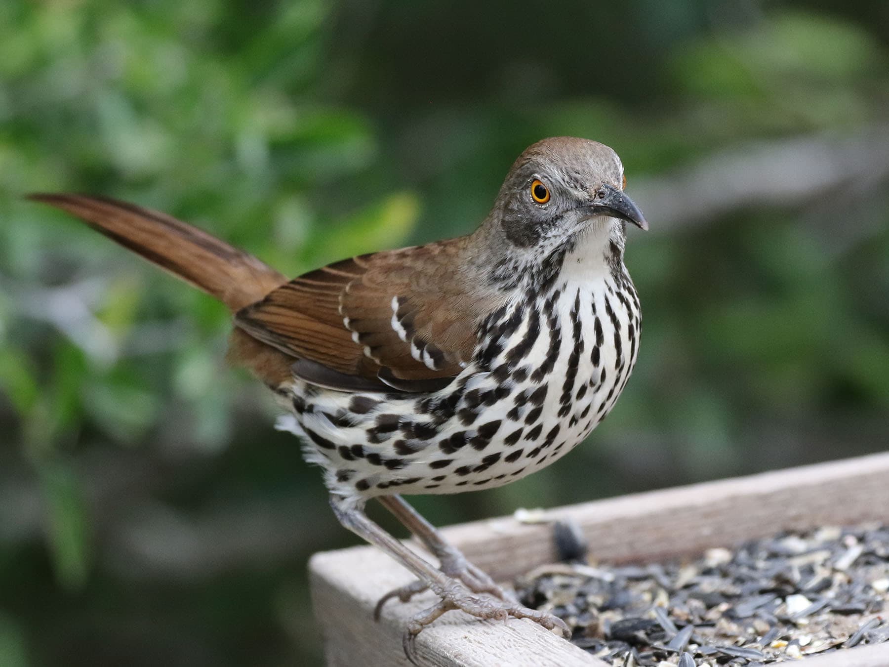 Brown thrasher at backyard feeder