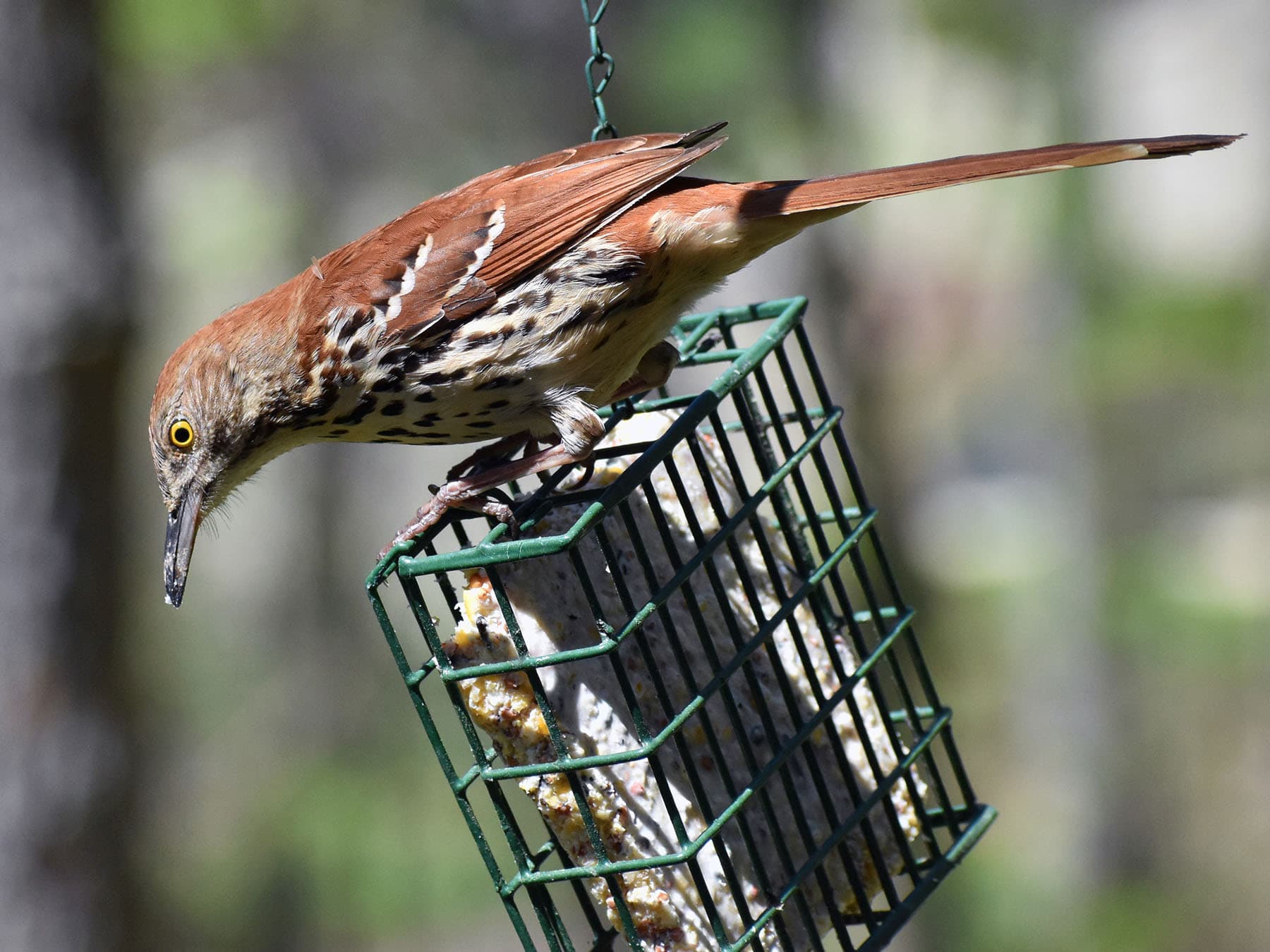 Brown thrasher at feeder