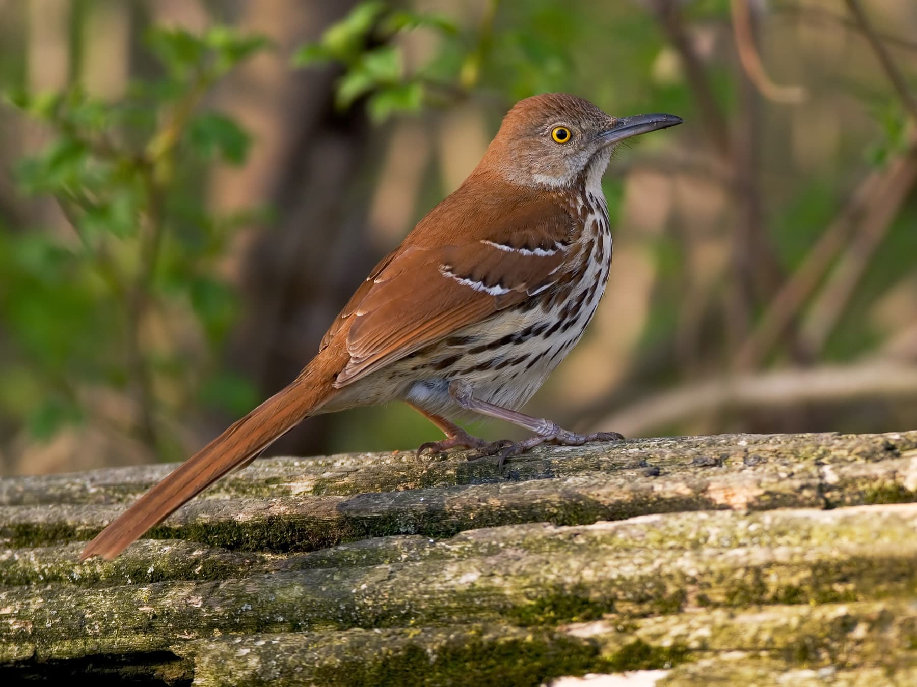 Brown thrasher close