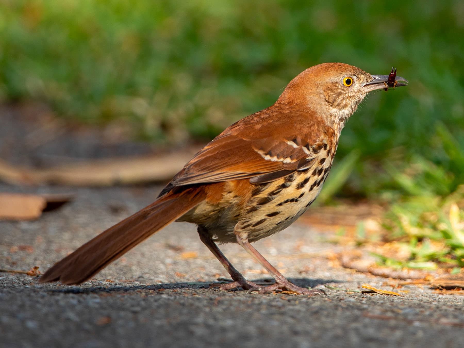 Brown thrasher diet