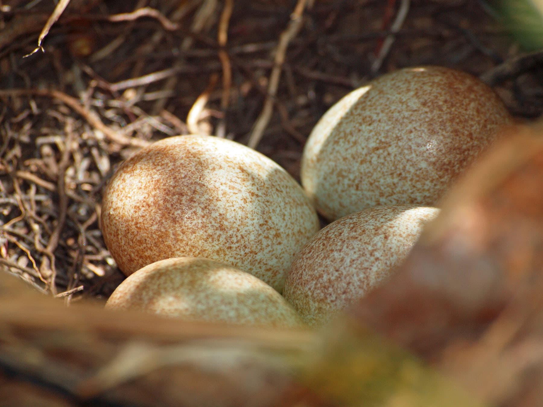 Brown thrasher eggs