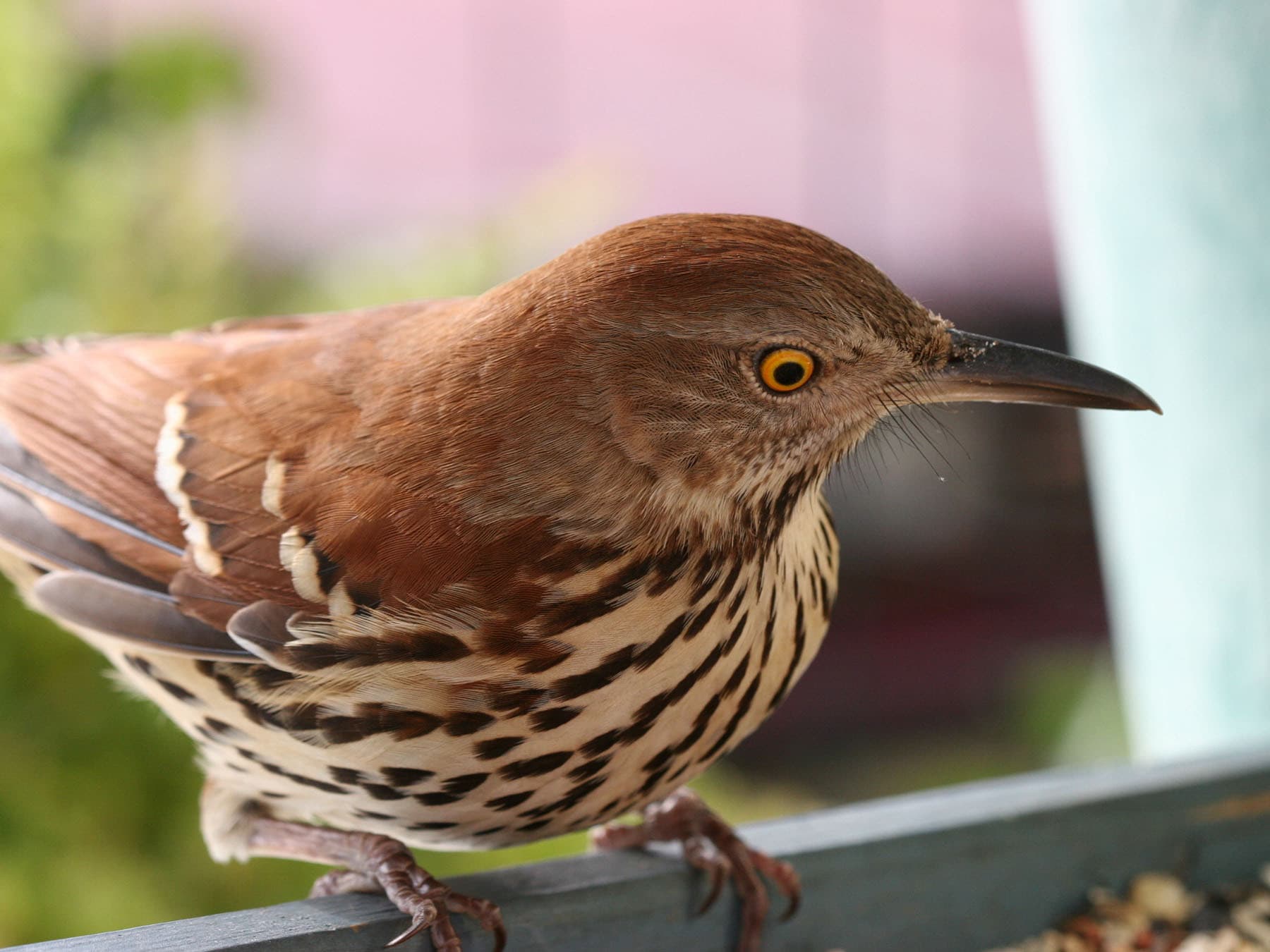 Brown thrasher feeder