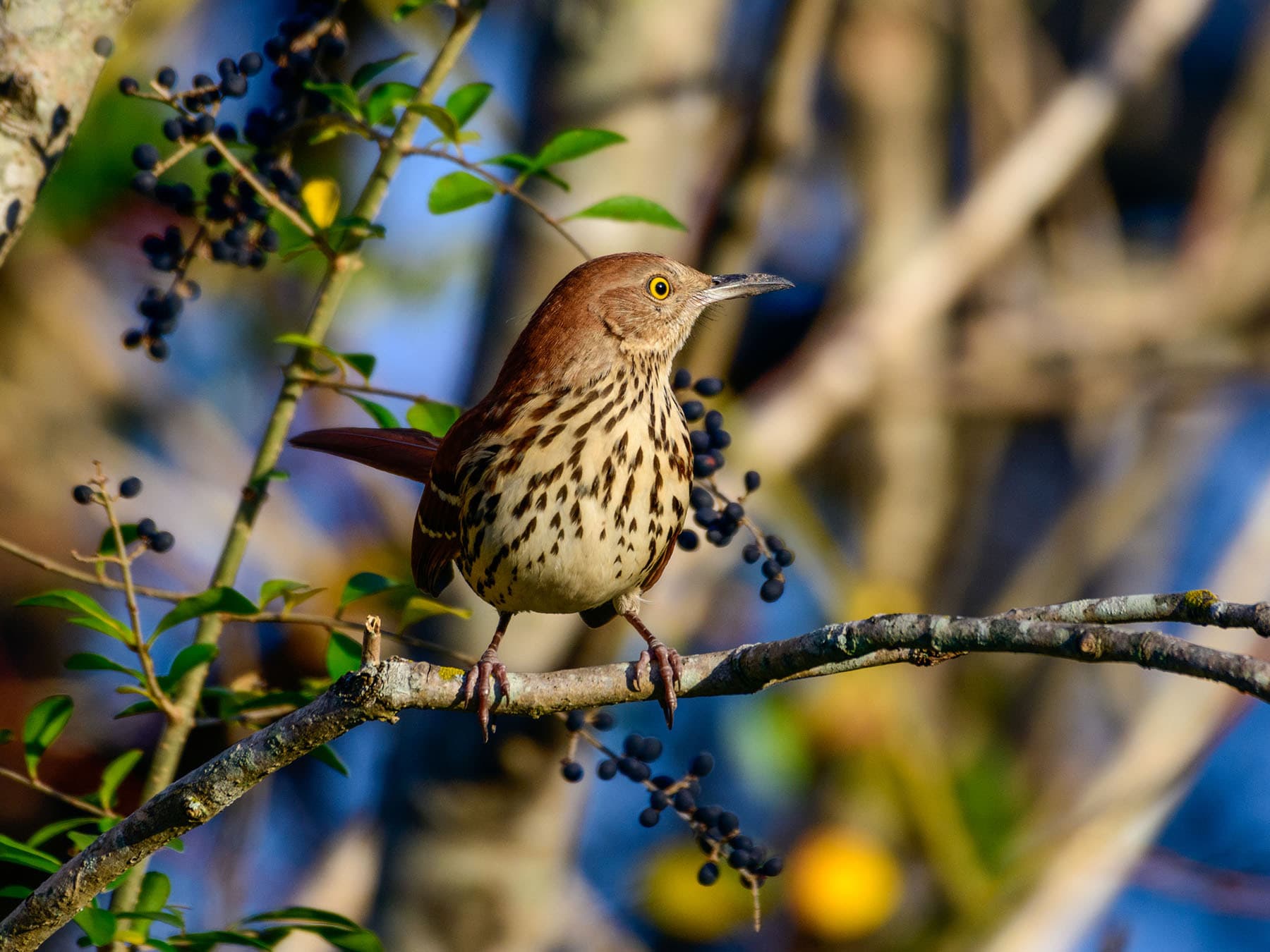 Brown thrasher feeding