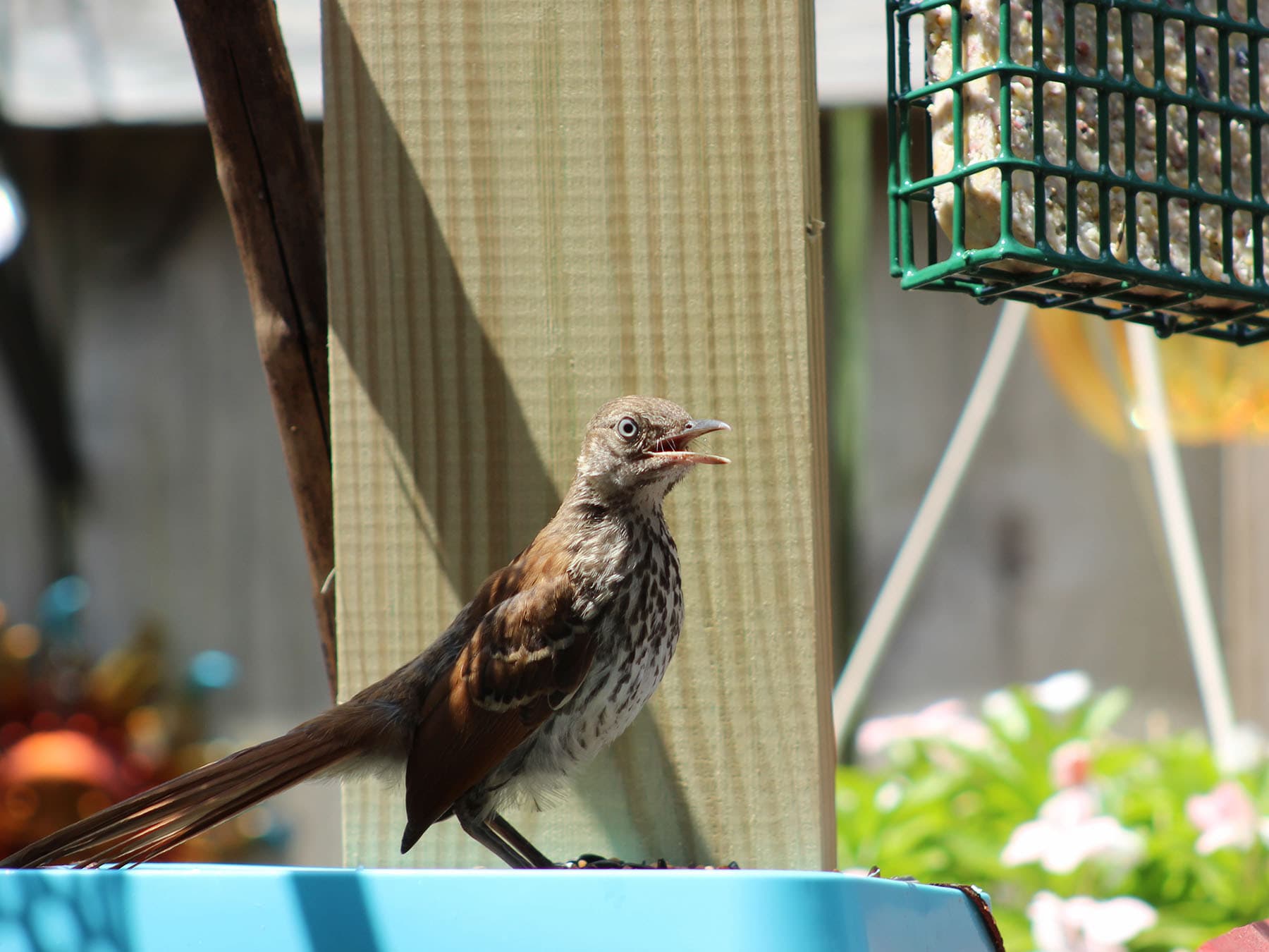 Brown thrasher fledling