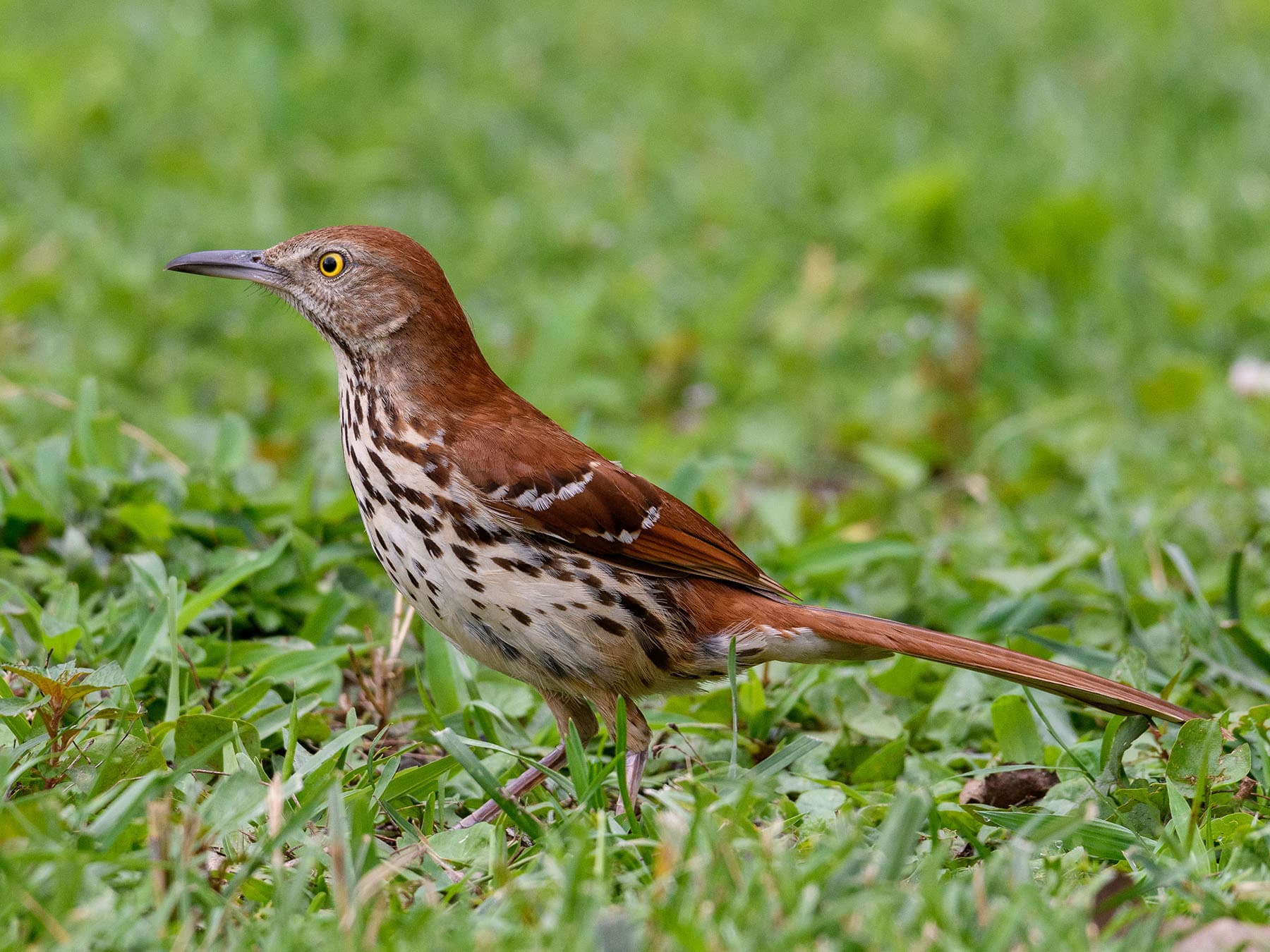 Brown thrasher foraging