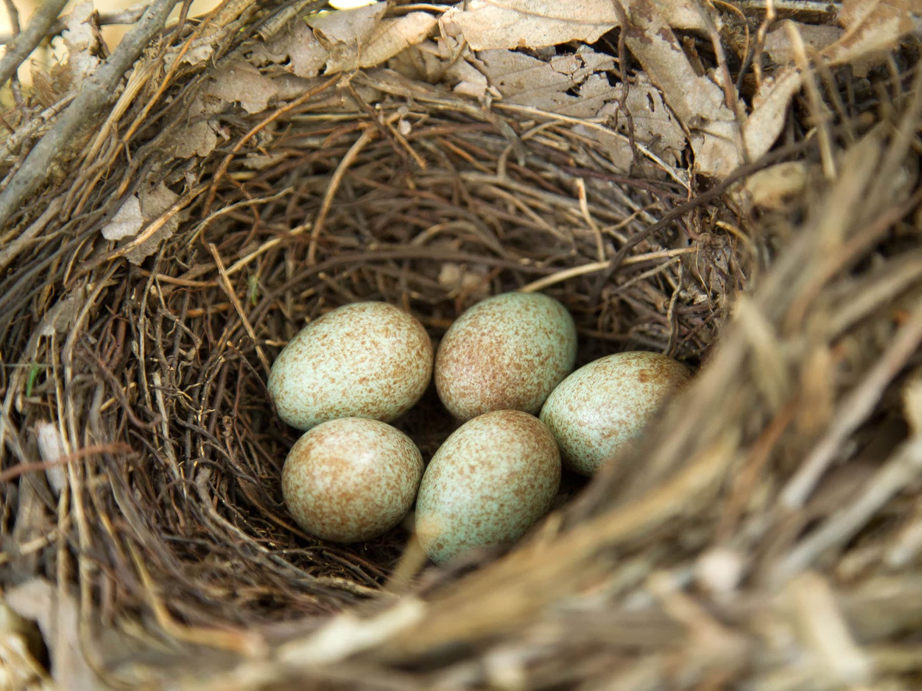 Brown thrasher nest and eggs